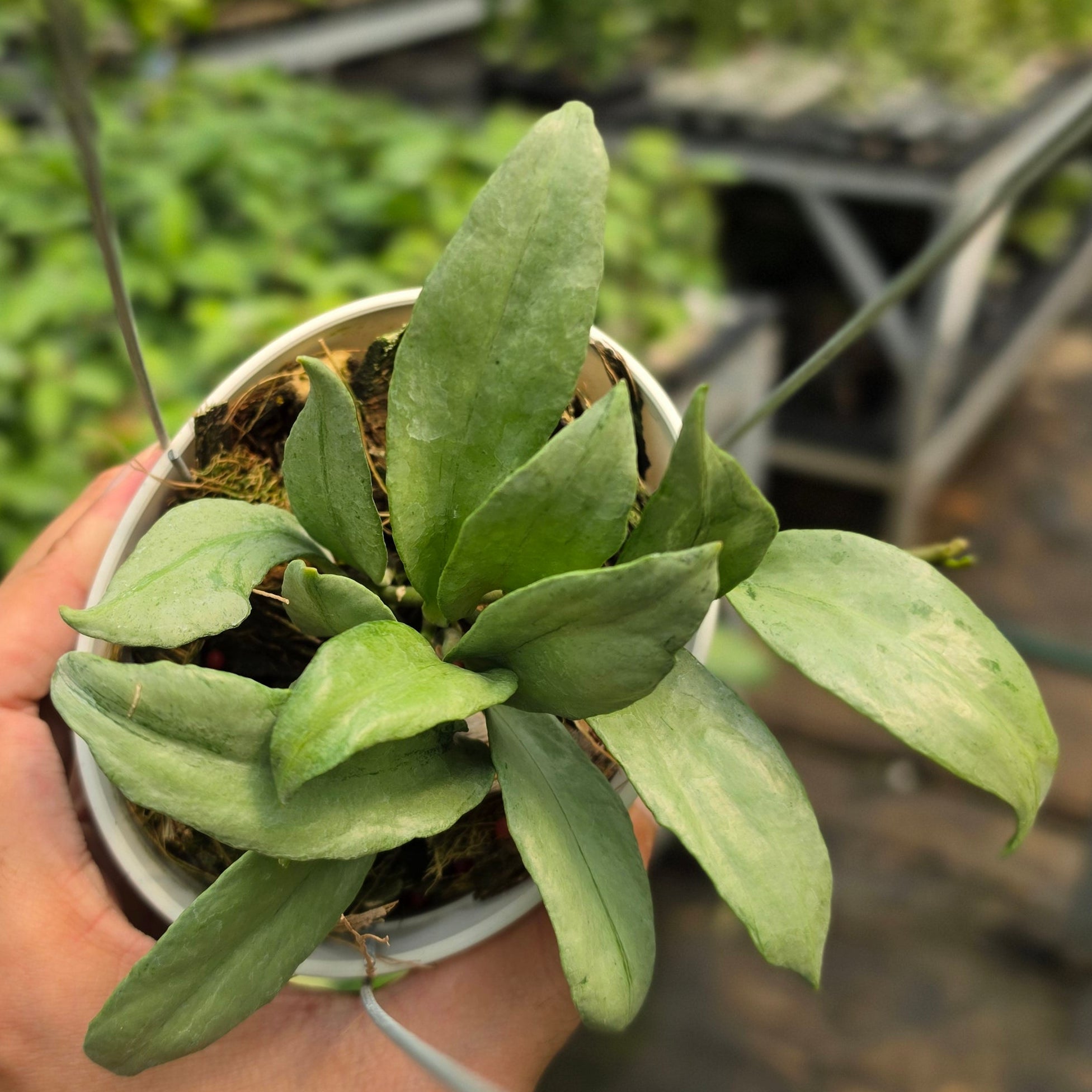 Hoya lacunosa ‘Curly’ - Image 4