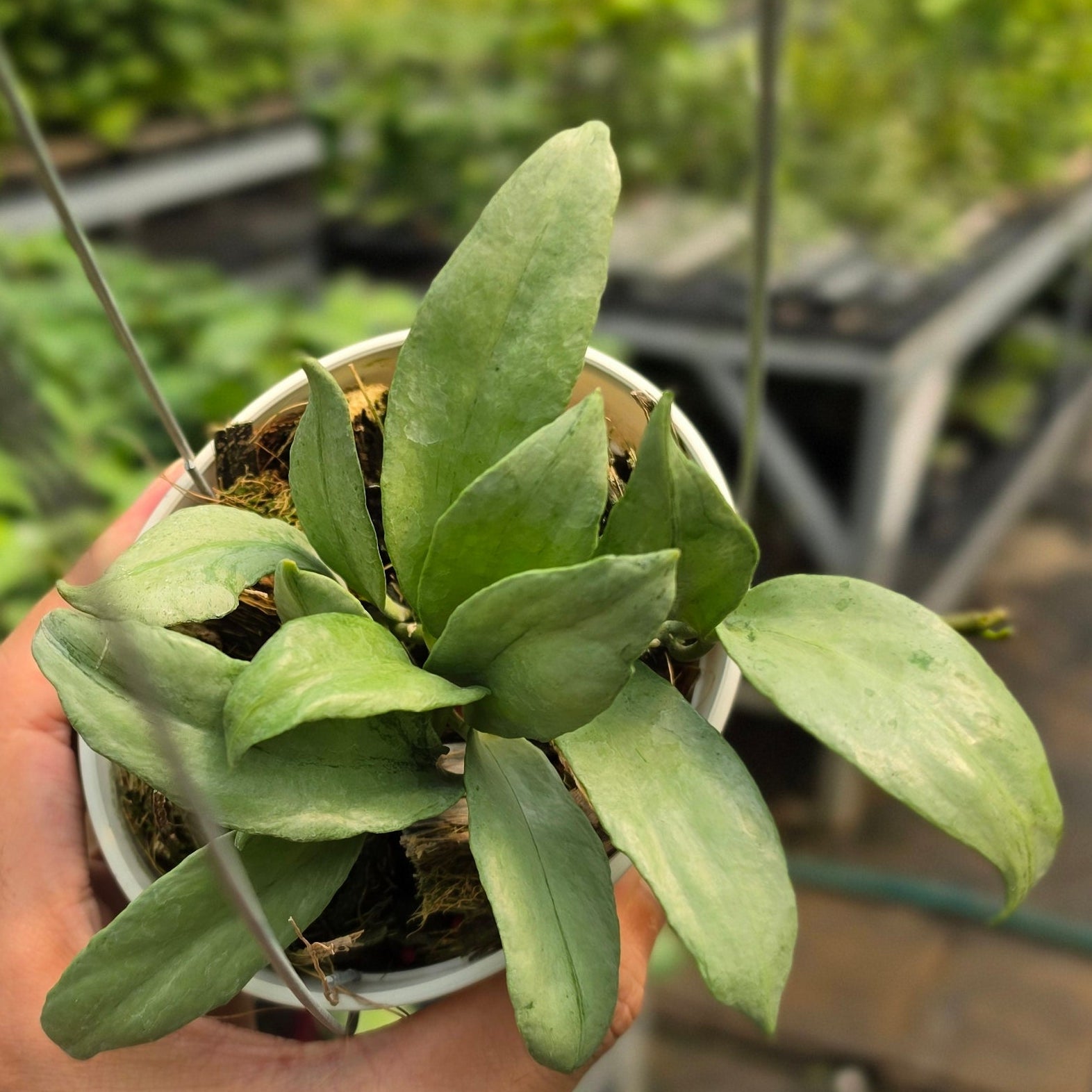 Hoya lacunosa ‘Curly’ - Image 5
