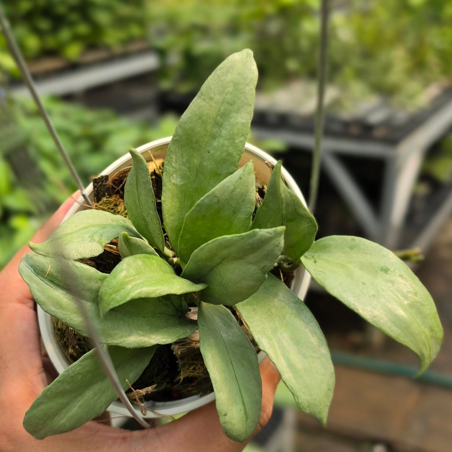 Hoya lacunosa ‘Curly’ - Image 6