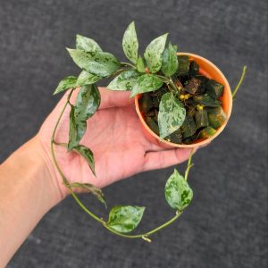 Hoya lacunosa 'Green Flame'
