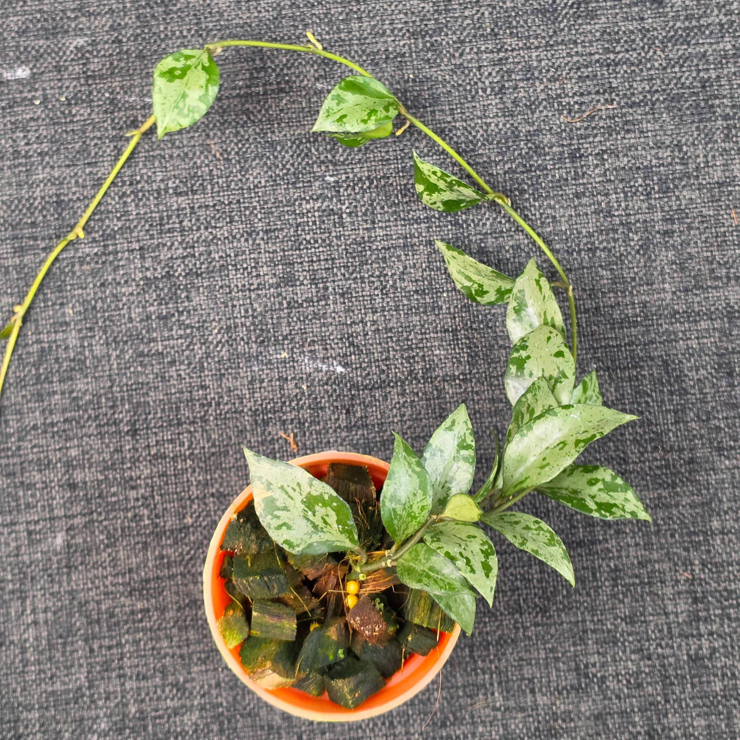 Hoya lacunosa 'Green Flame' - Image 2