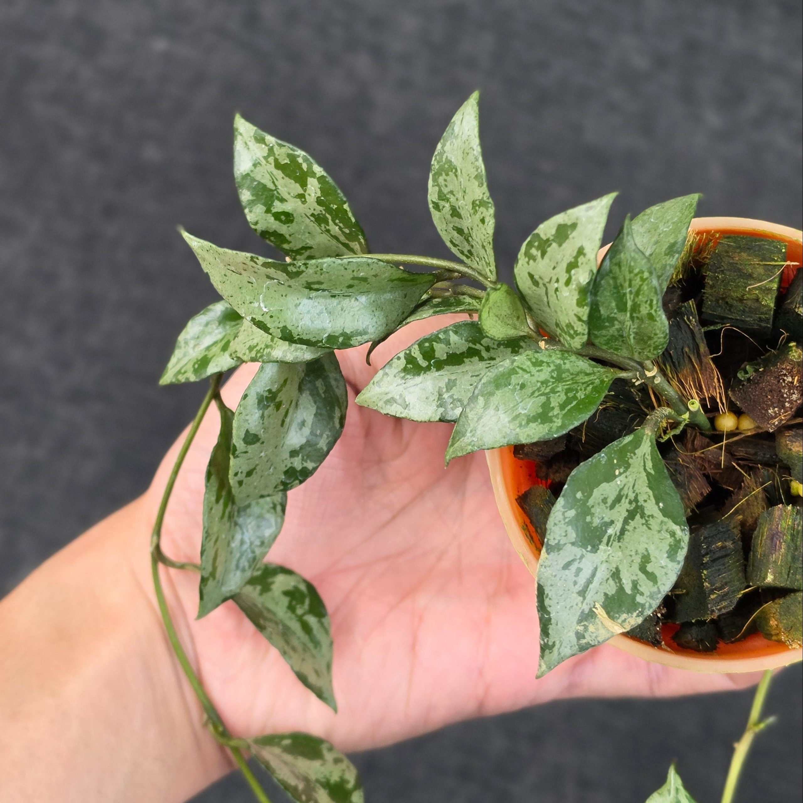 Hoya lacunosa 'Green Flame' - Image 3