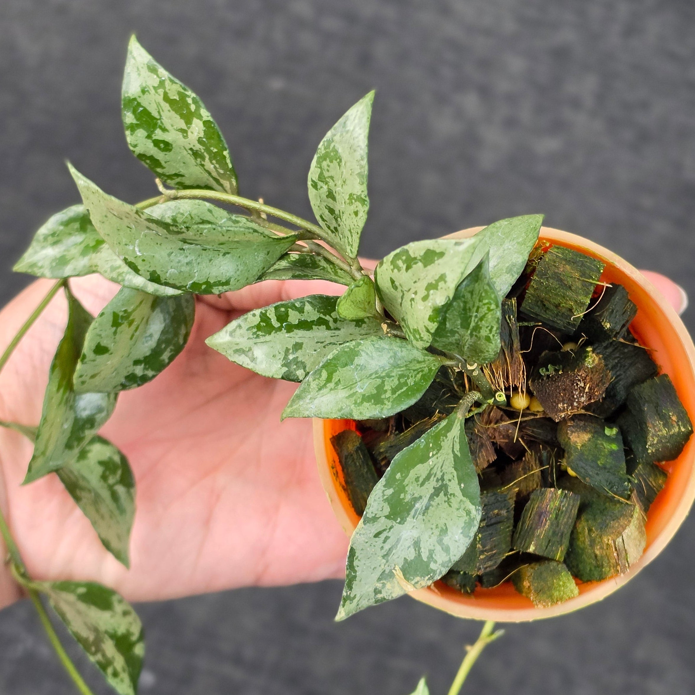 Hoya lacunosa 'Green Flame' - Image 4