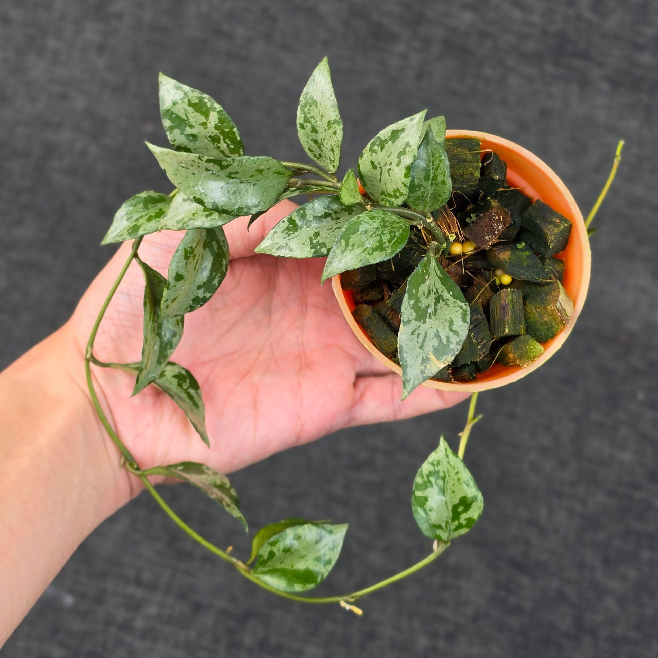 Hoya lacunosa 'Green Flame' - Image 5