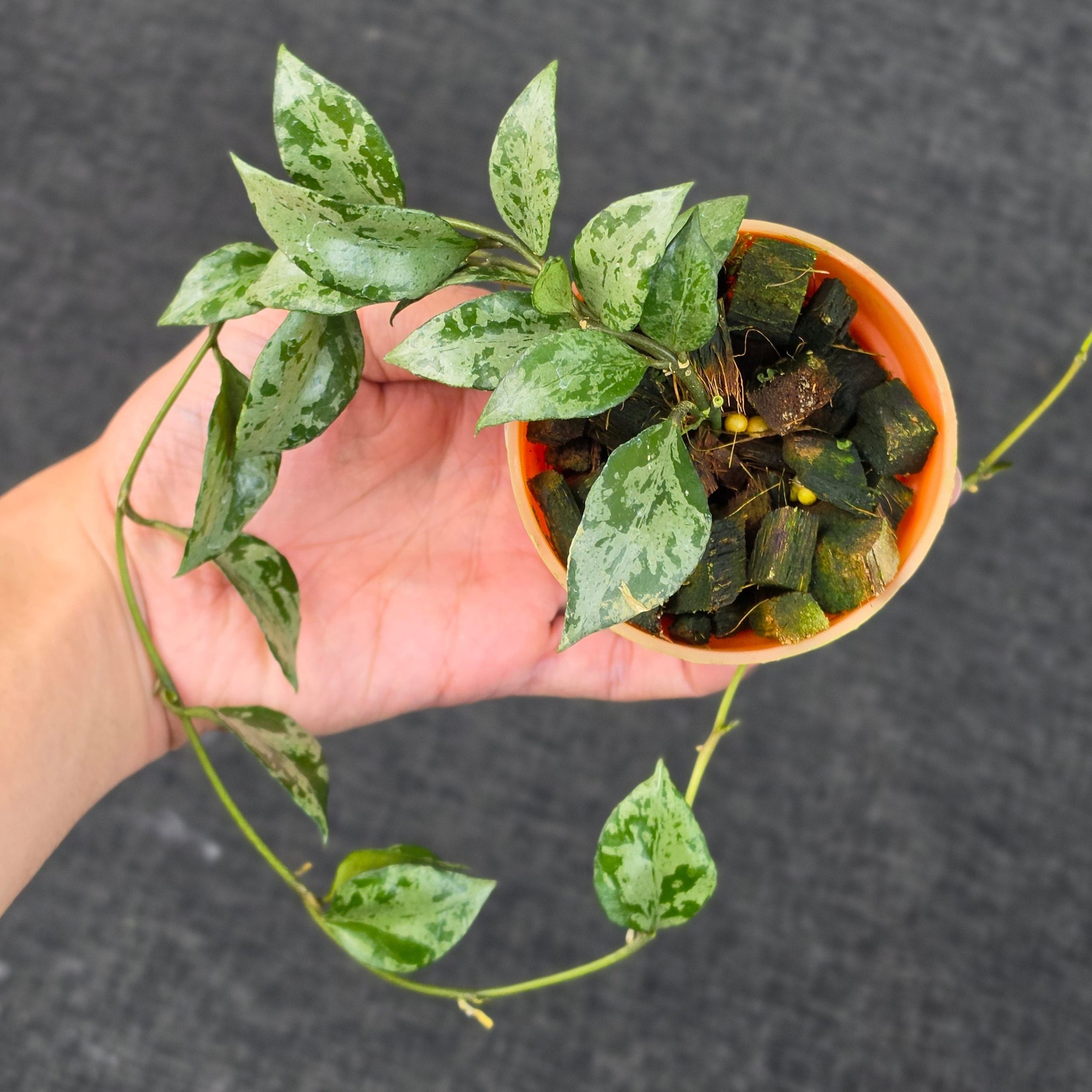 Hoya lacunosa 'Green Flame' - Image 6