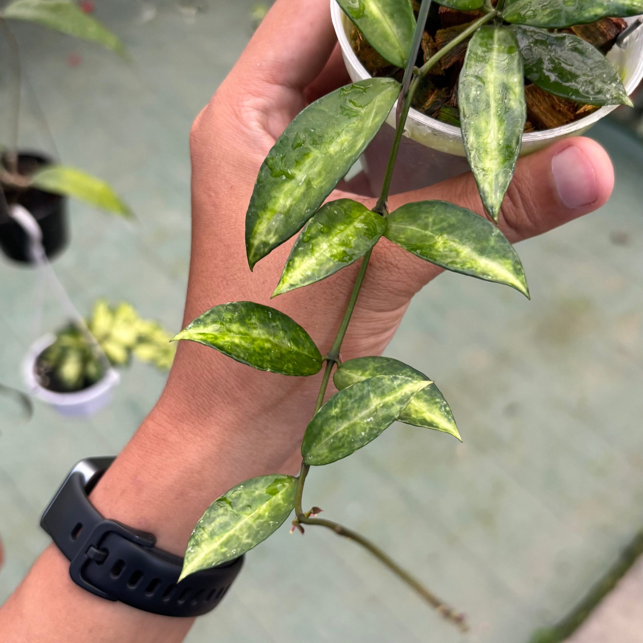 Hoya lacunosa ‘peridot’ - Image 2