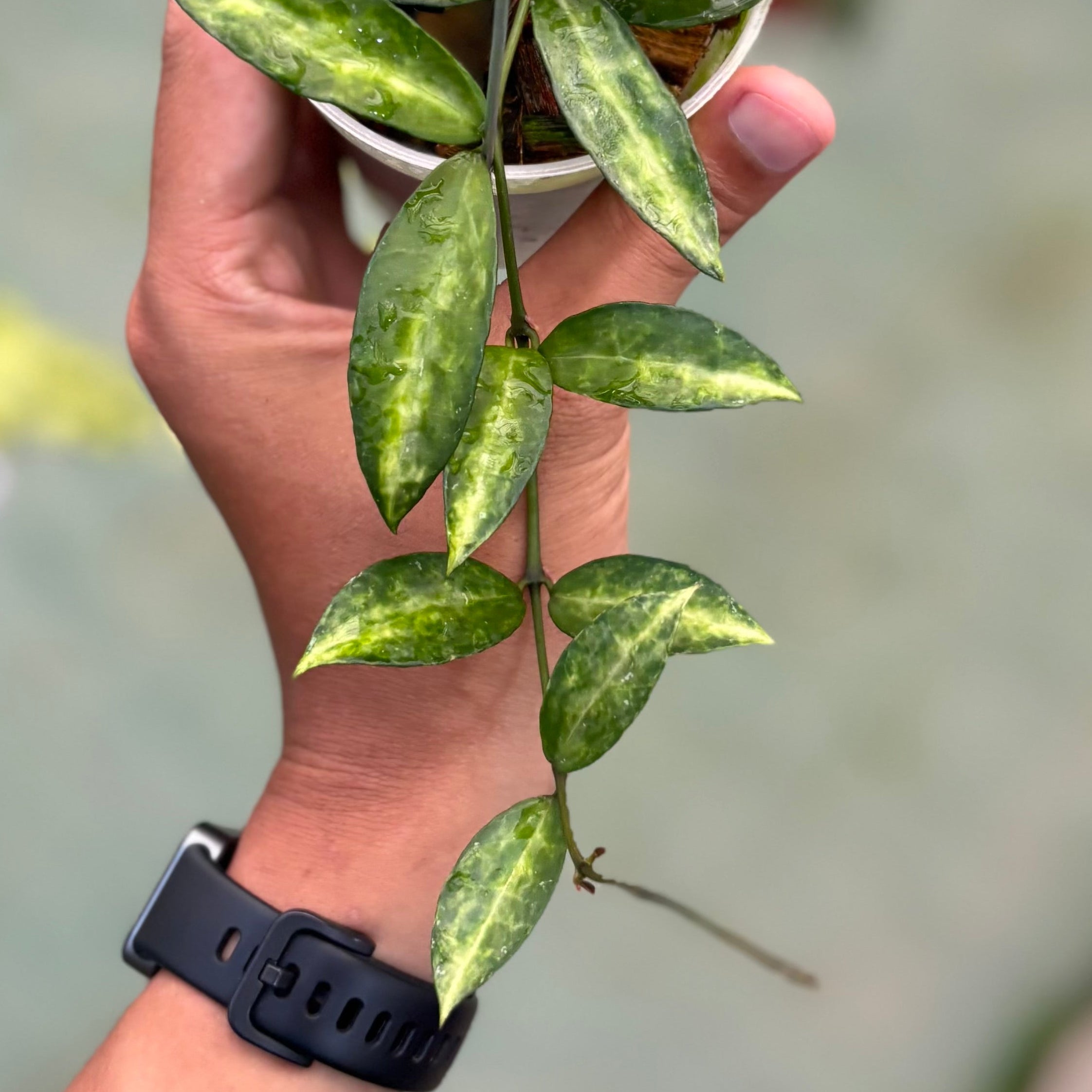 Hoya lacunosa ‘peridot’ - Image 3