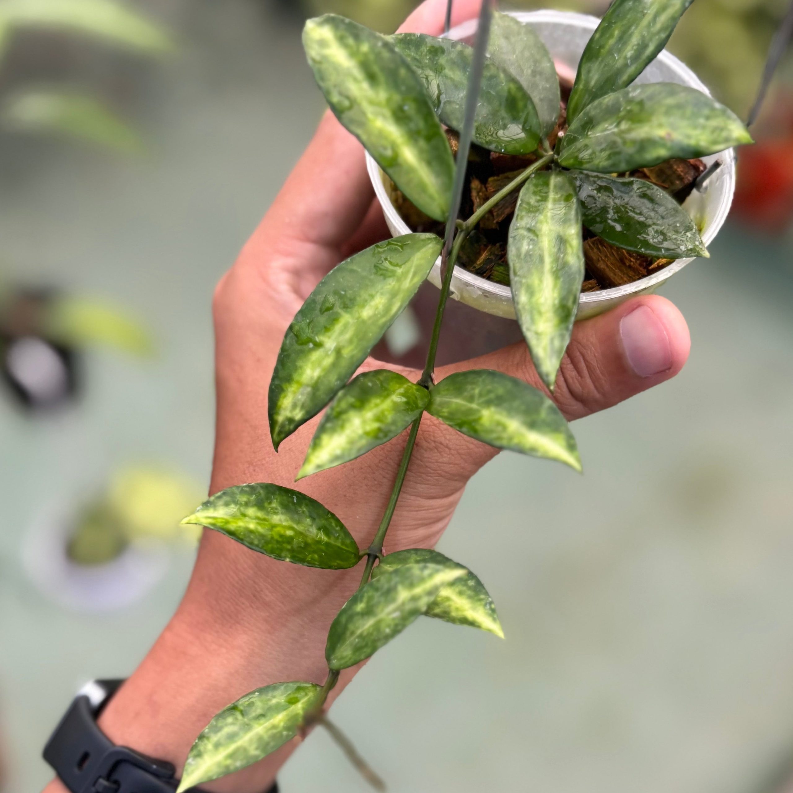 Hoya lacunosa ‘peridot’ - Image 4