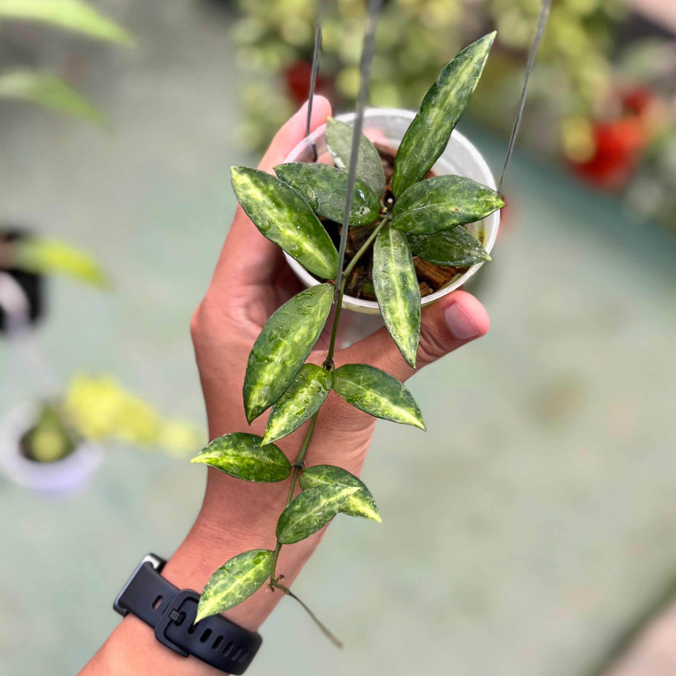 Hoya lacunosa ‘peridot’ - Image 6