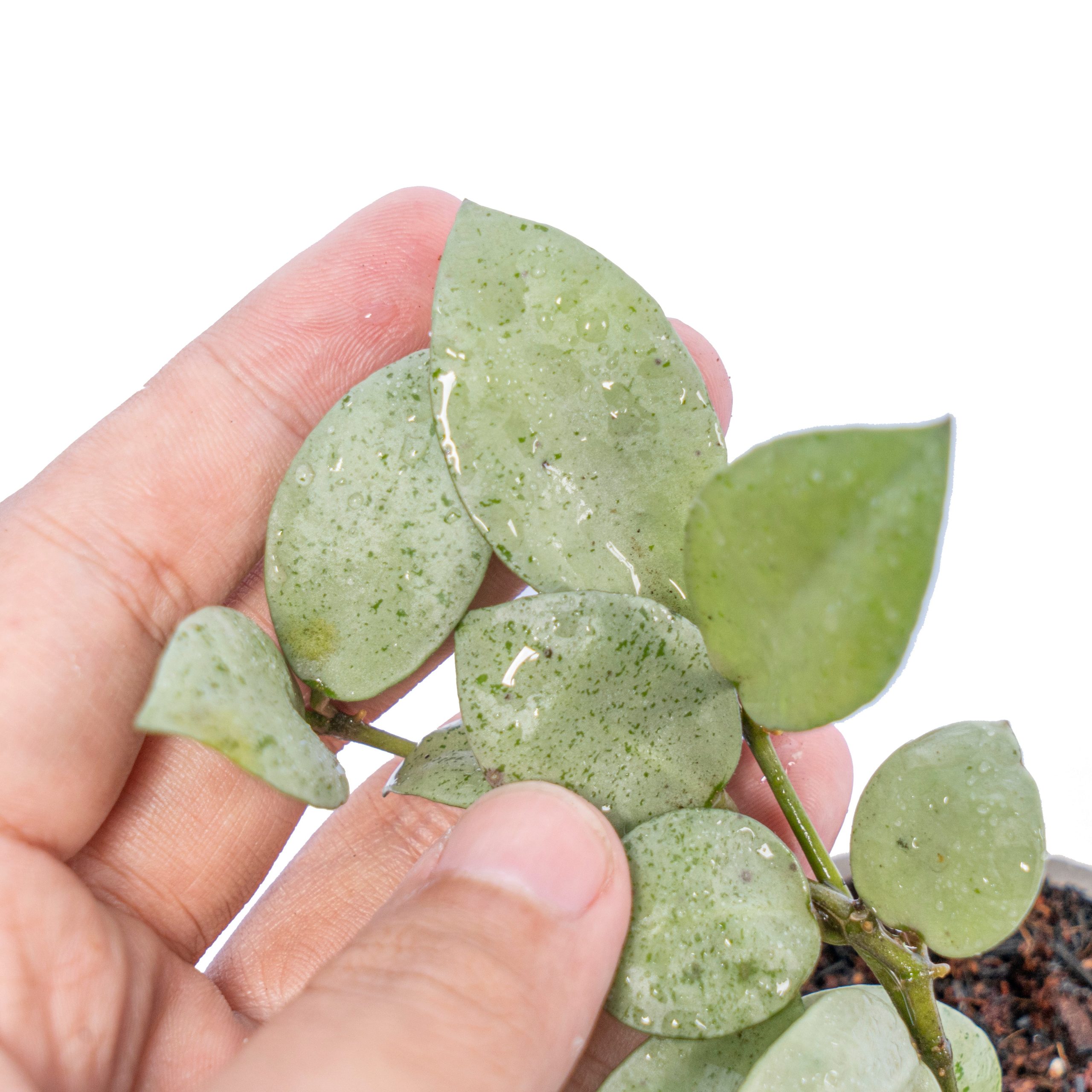 Hoya Lacunosa Silver Mint Coin - Image 2