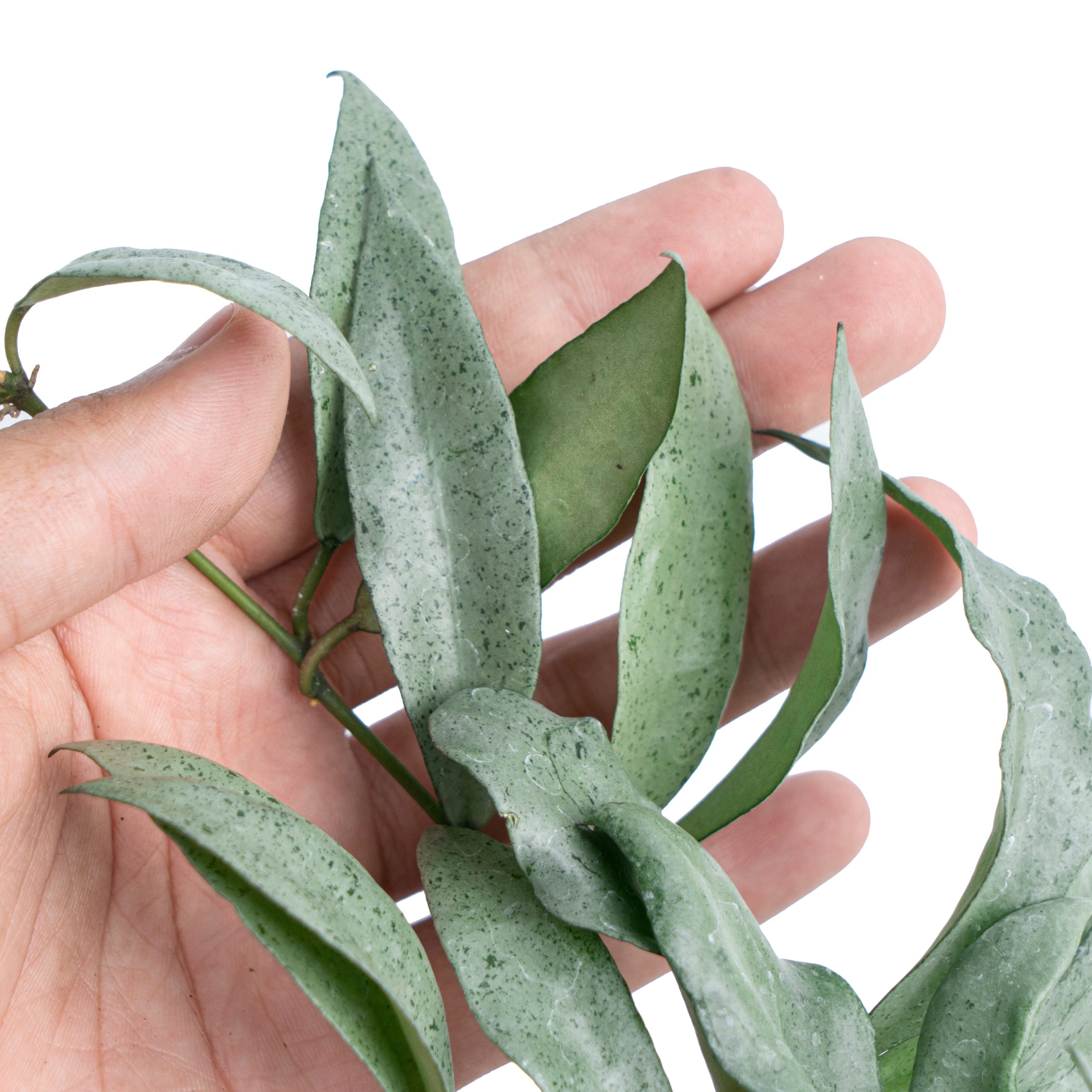 Hoya Lacunosa Silver Silvana - Image 2