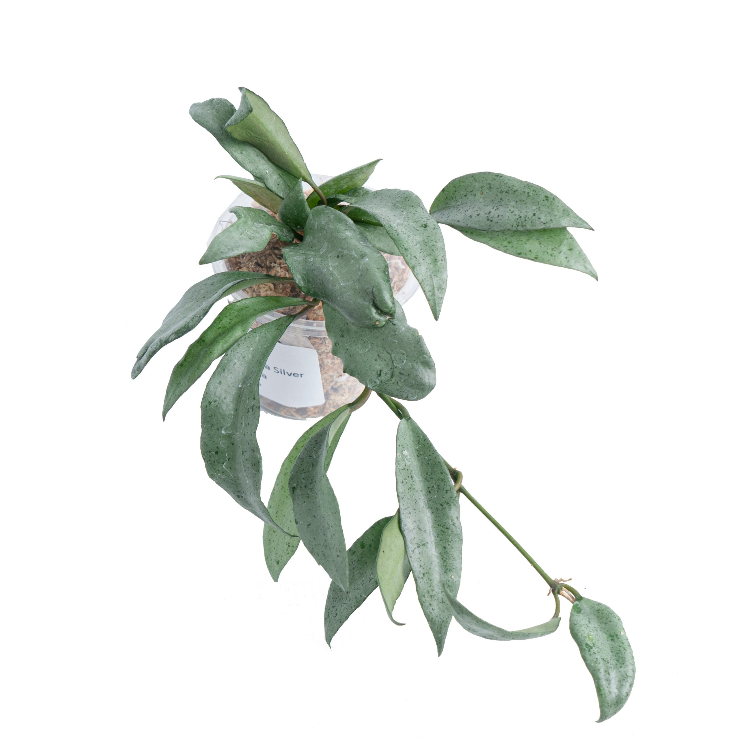 Hoya Lacunosa Silver Silvana - Image 3