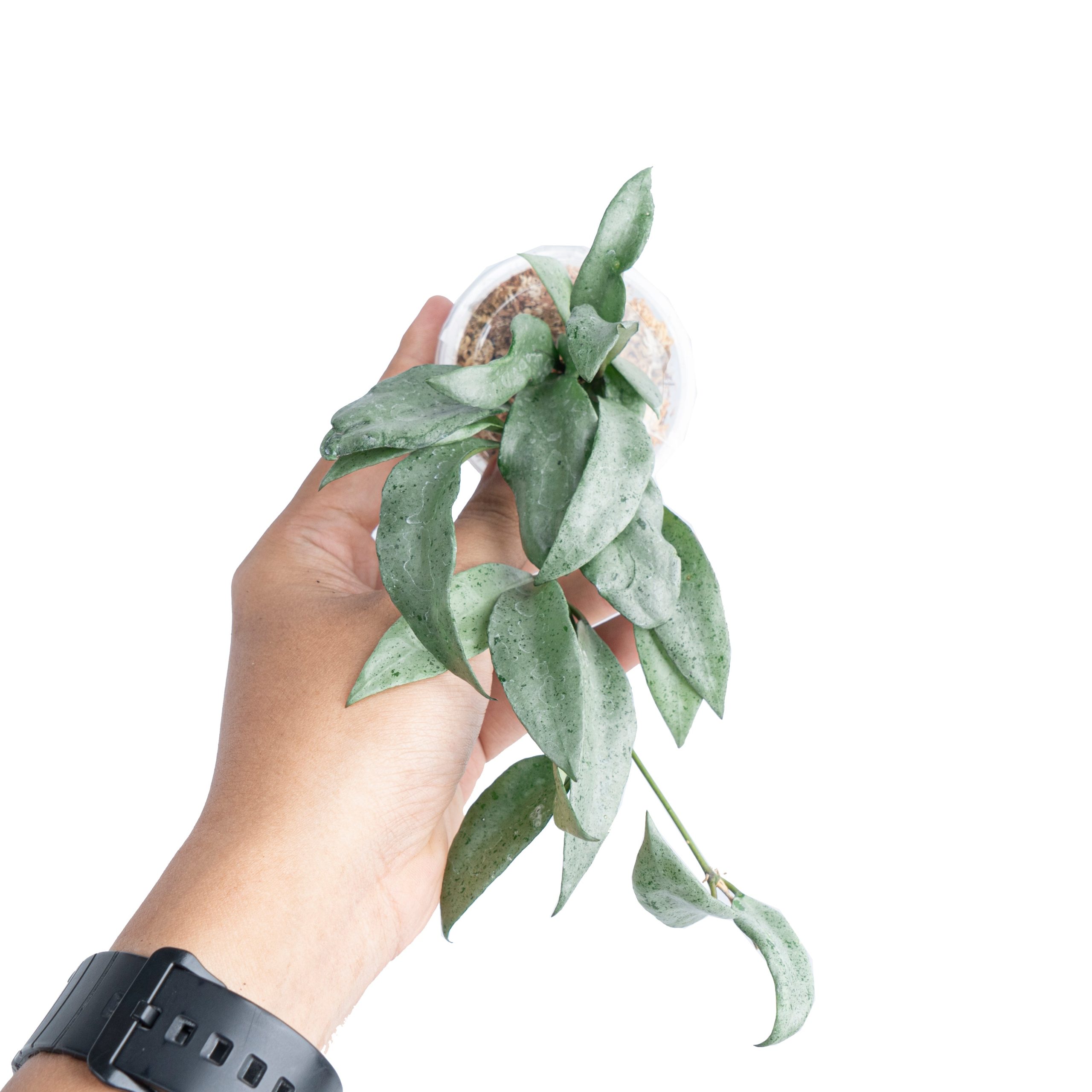 Hoya Lacunosa Silver Silvana - Image 4