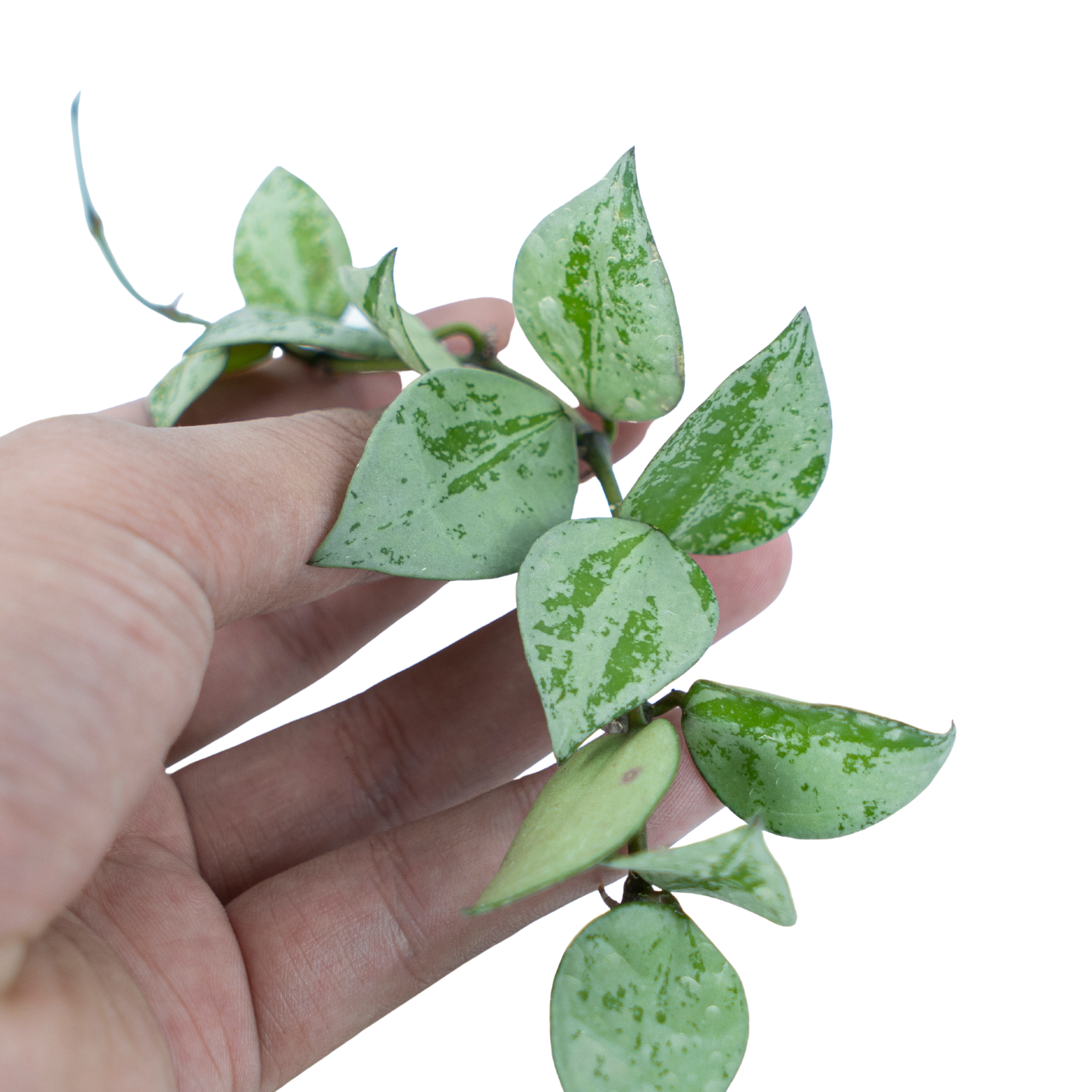 Hoya Lacunosa Silver Splash - Image 2