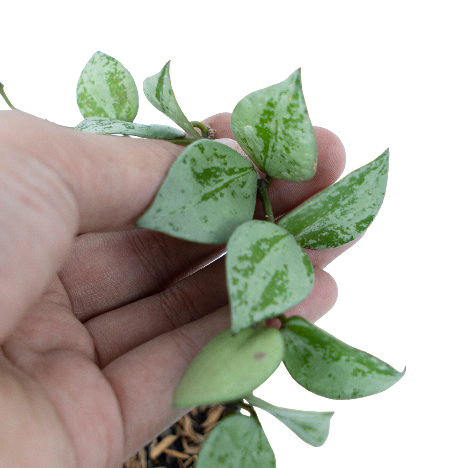 Hoya Lacunosa Silver Splash - Image 3