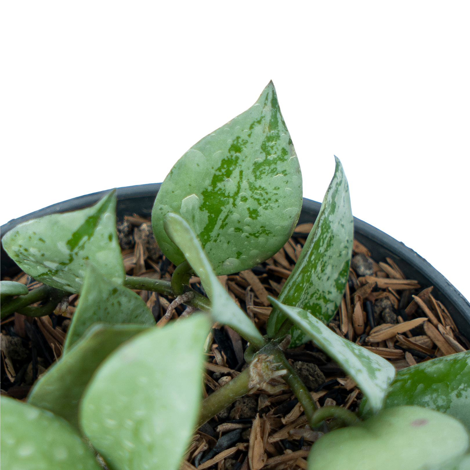 Hoya Lacunosa Silver Splash - Image 4