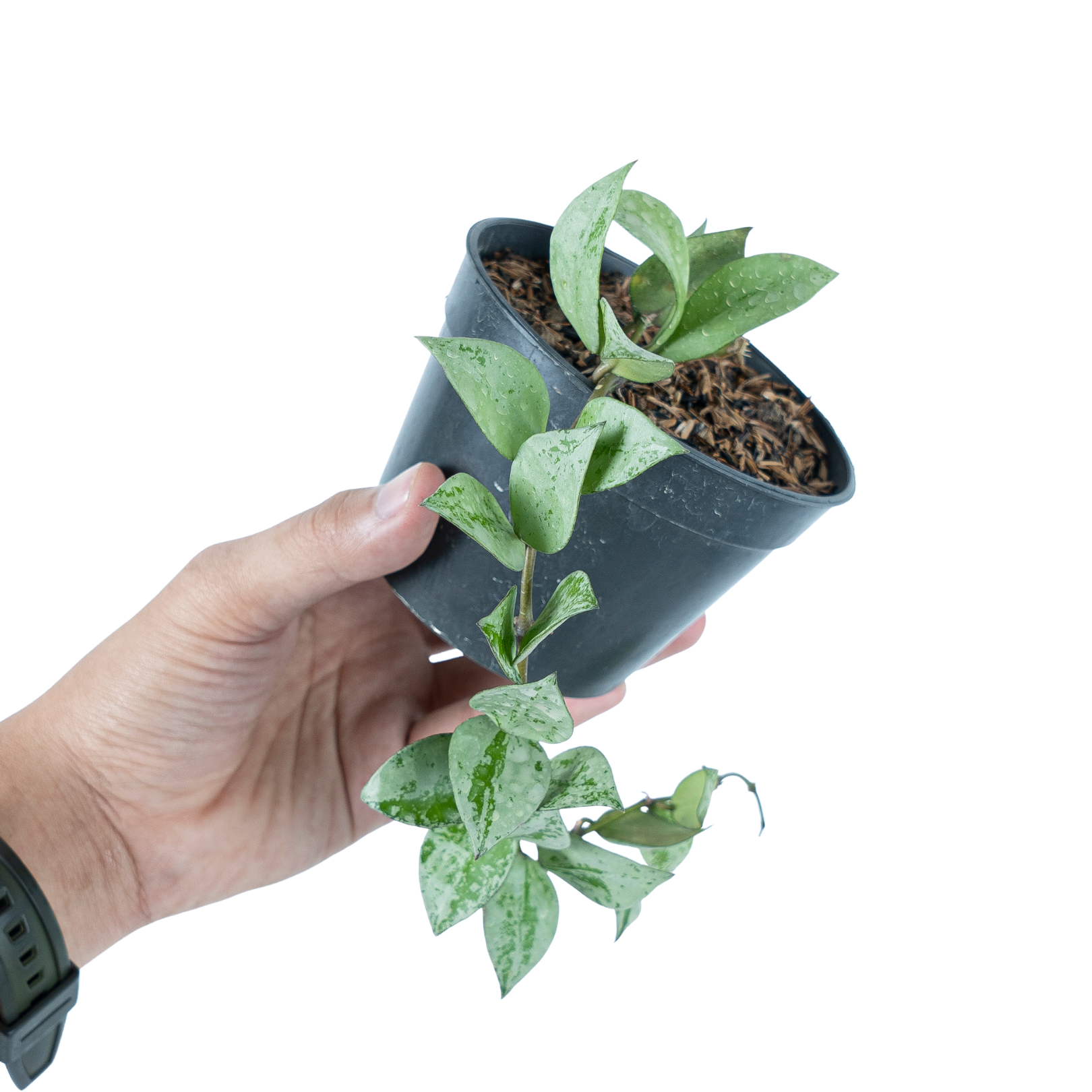 Hoya Lacunosa Silver Splash - Image 6
