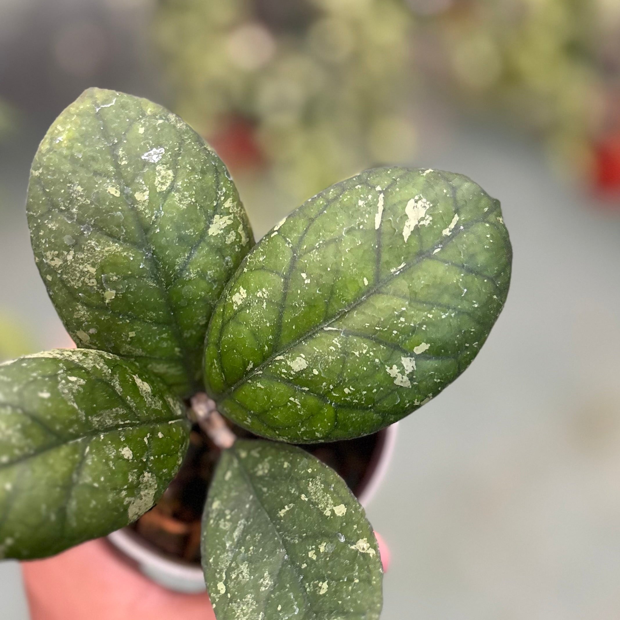 Hoya larisa - Image 2