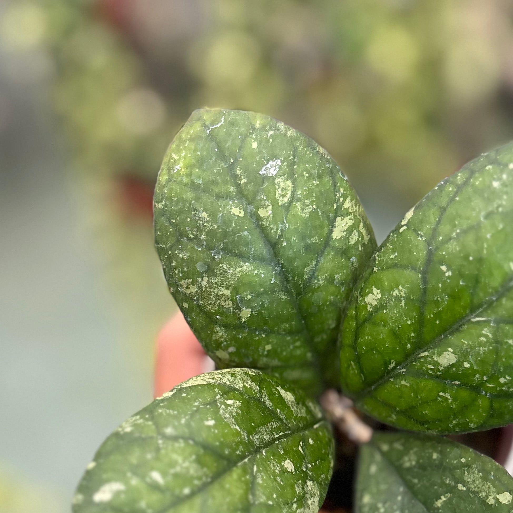 Hoya larisa - Image 3