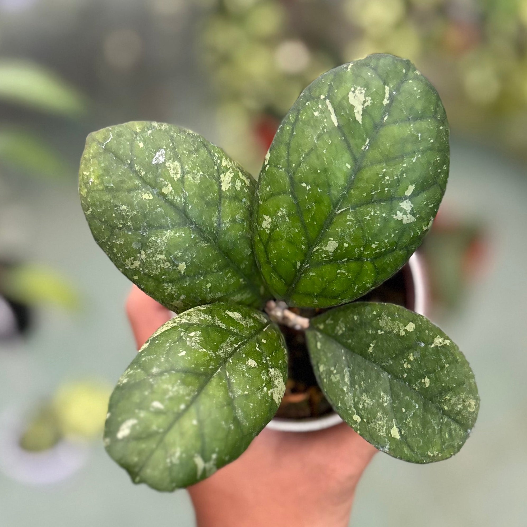 Hoya larisa - Image 4