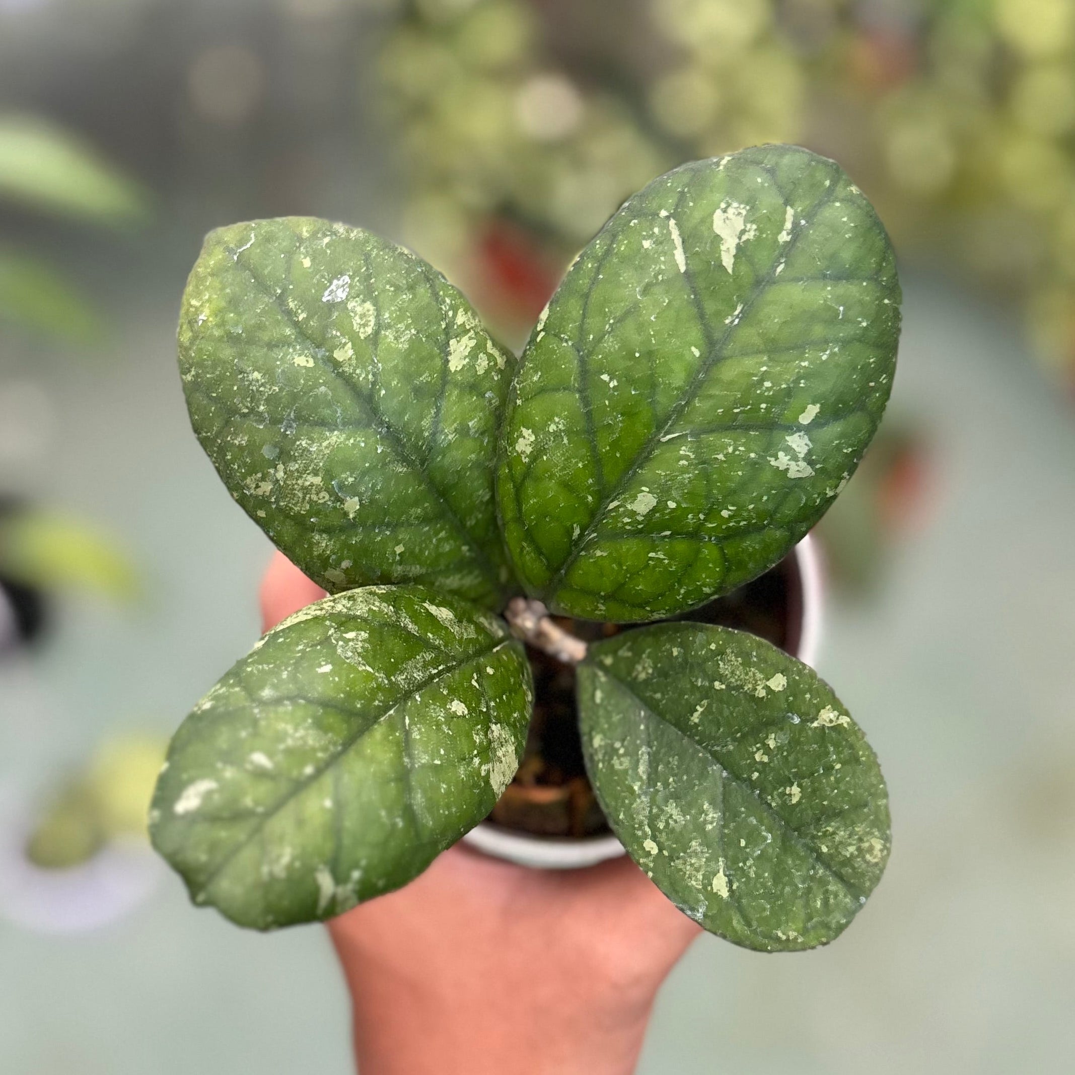 Hoya larisa - Image 5