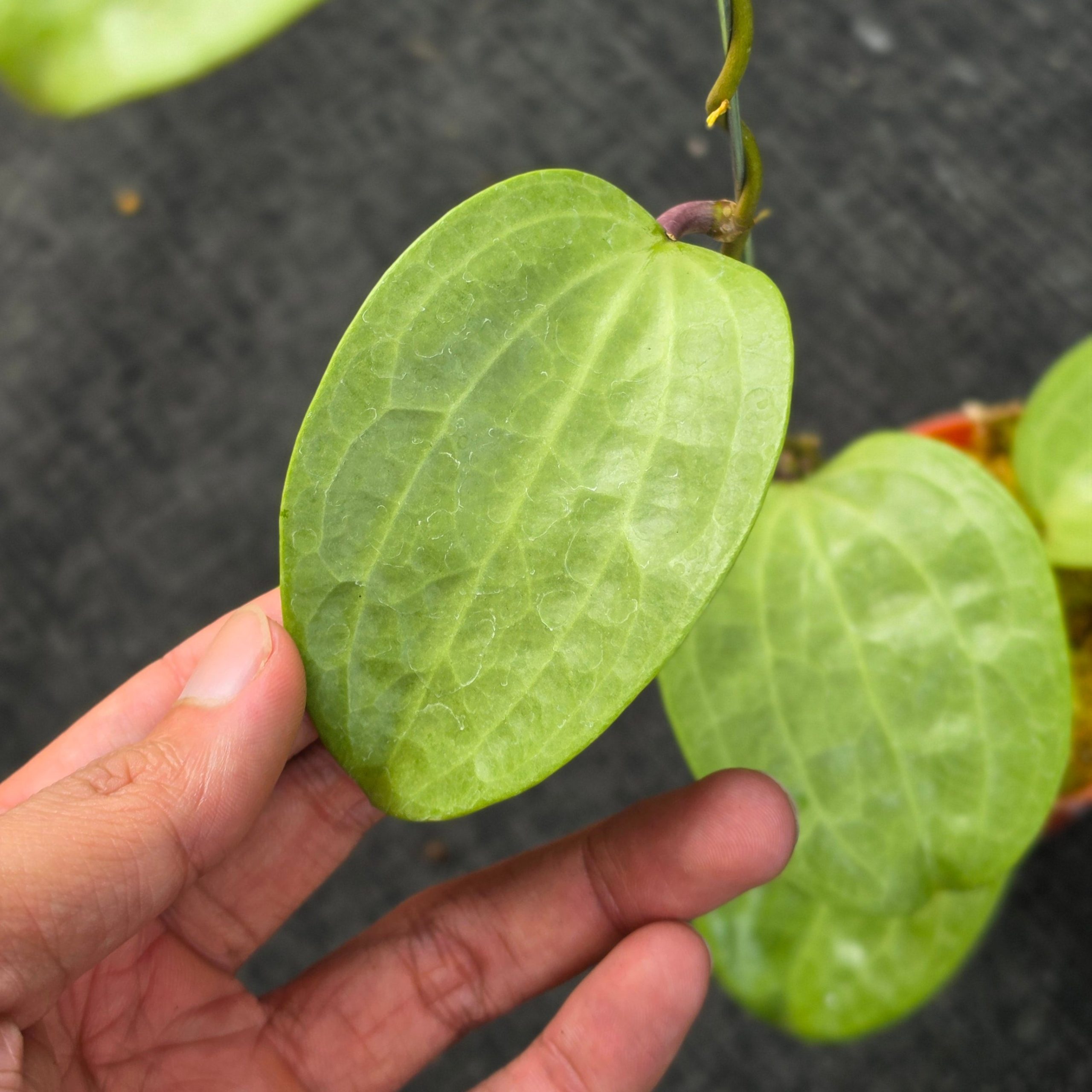 Hoya latifolia 'Filea' - Image 2