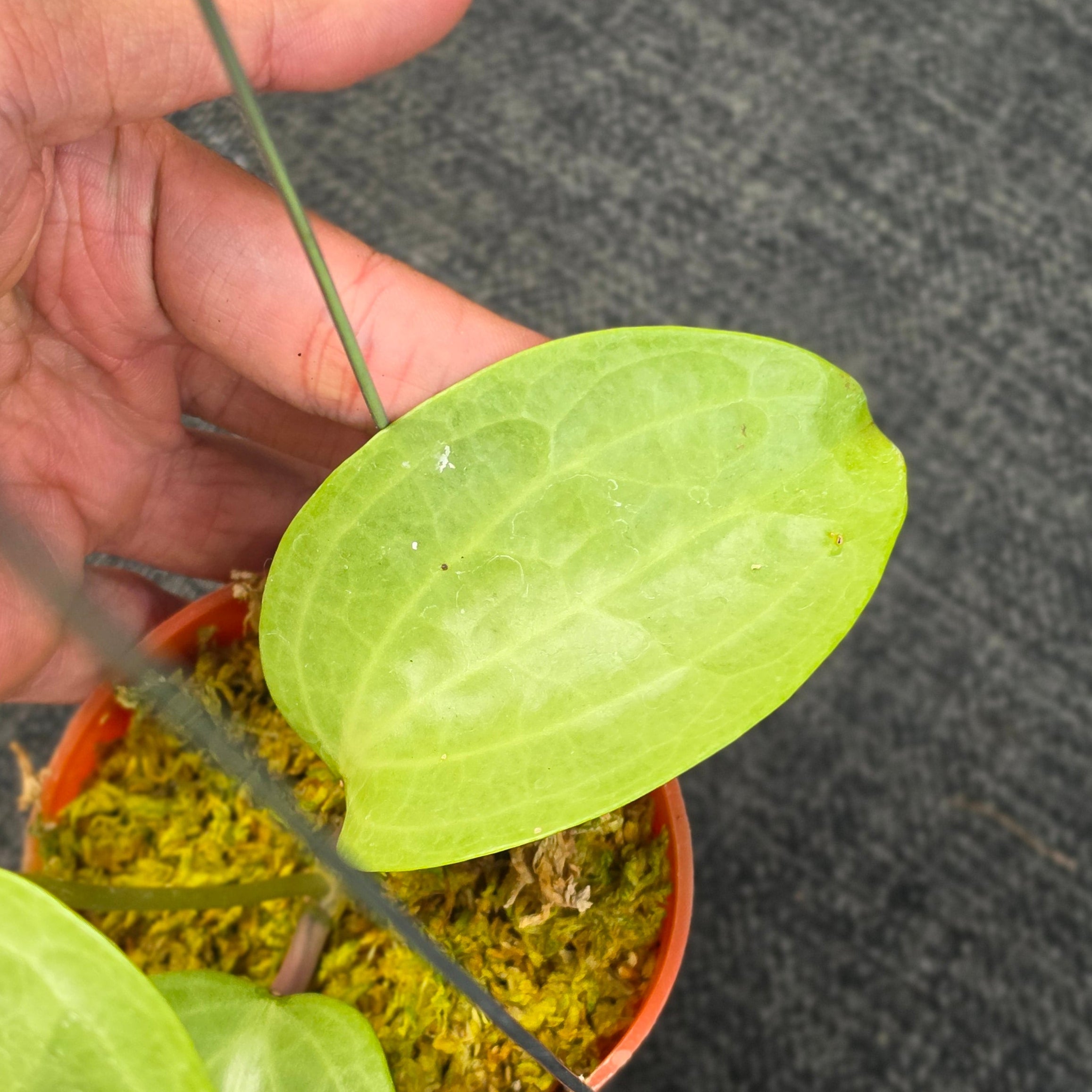 Hoya latifolia 'Filea' - Image 3
