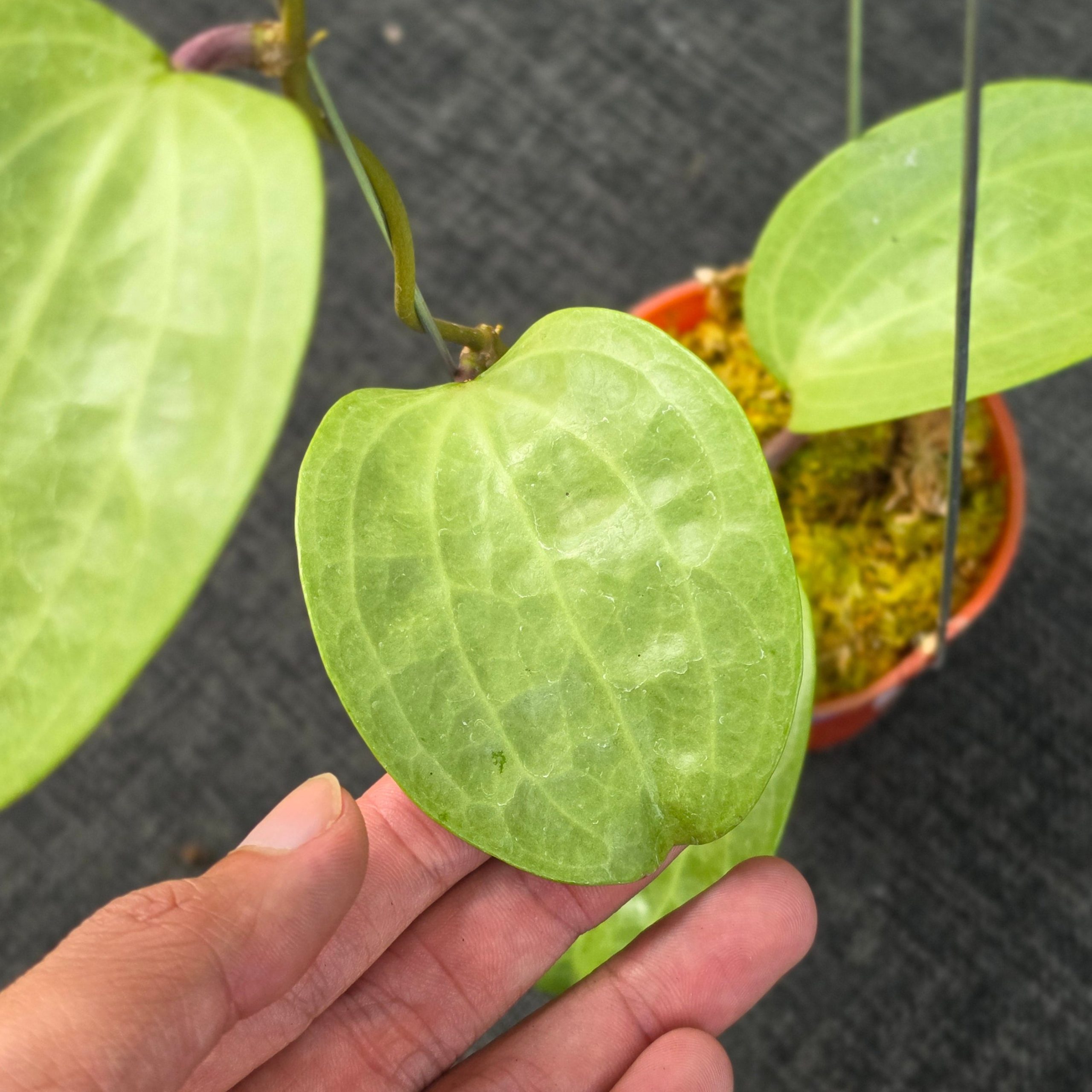 Hoya latifolia 'Filea' - Image 4