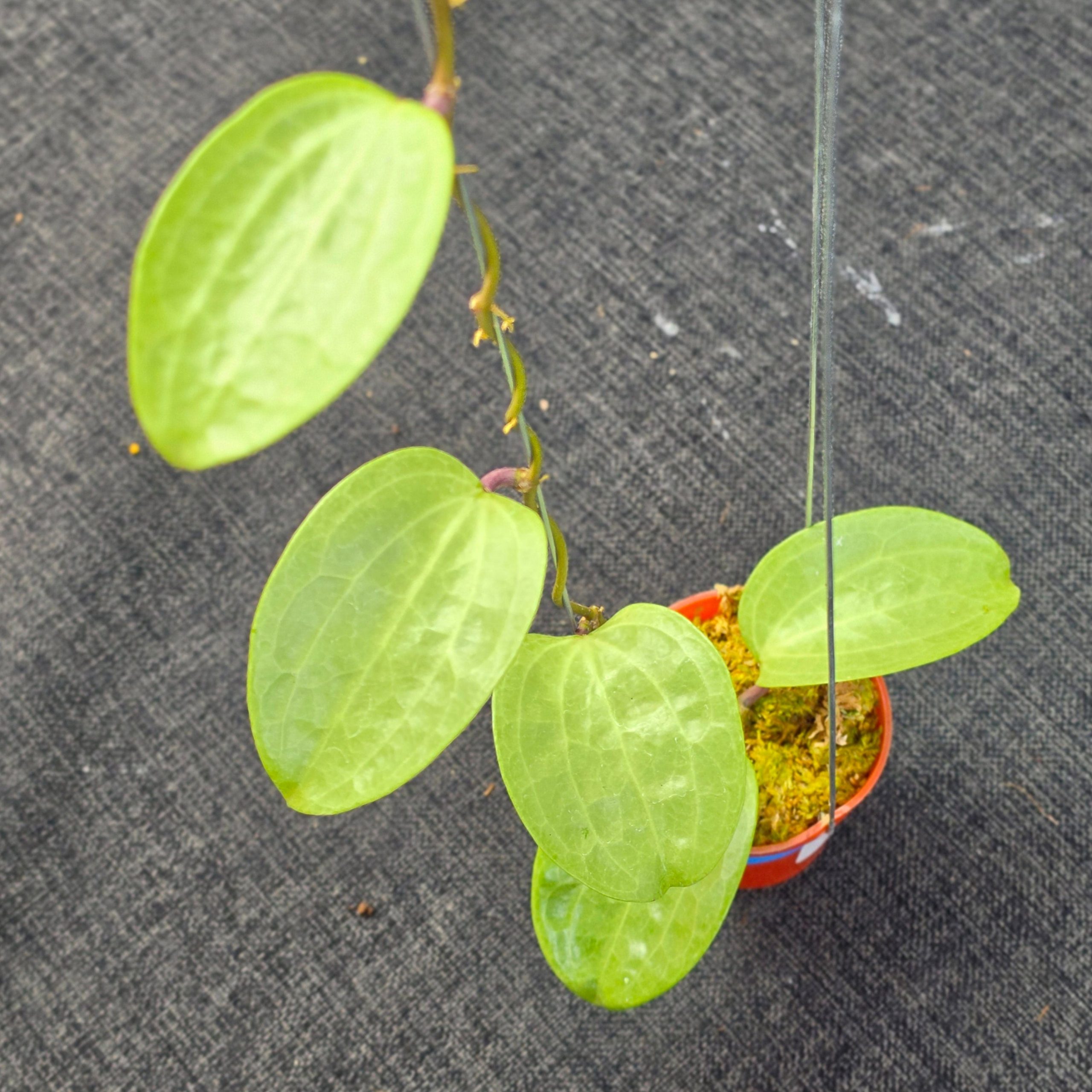 Hoya latifolia 'Filea' - Image 5