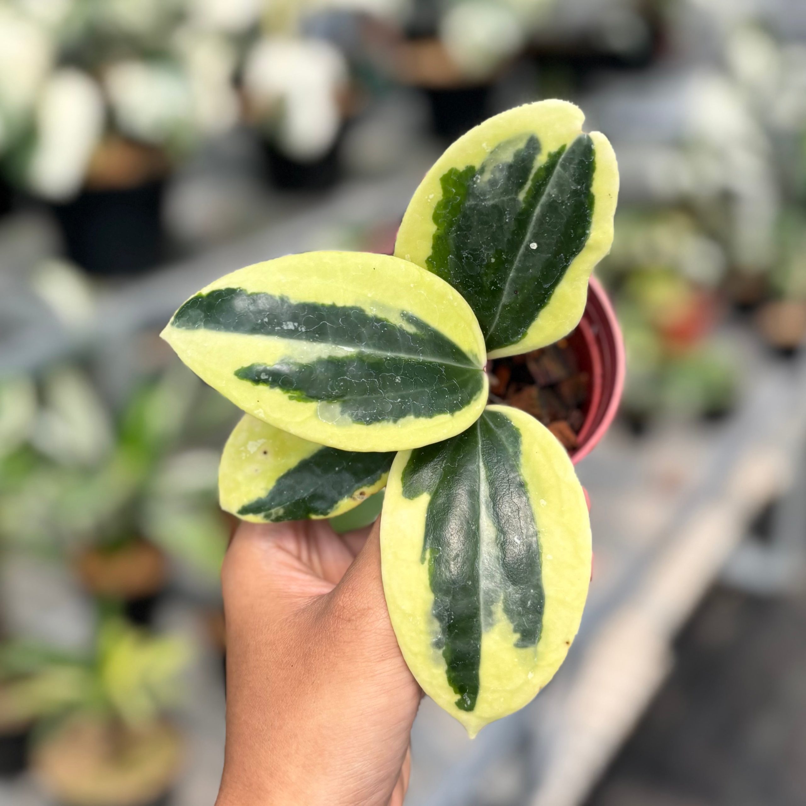 Hoya latifolia roundleaf albomarginata