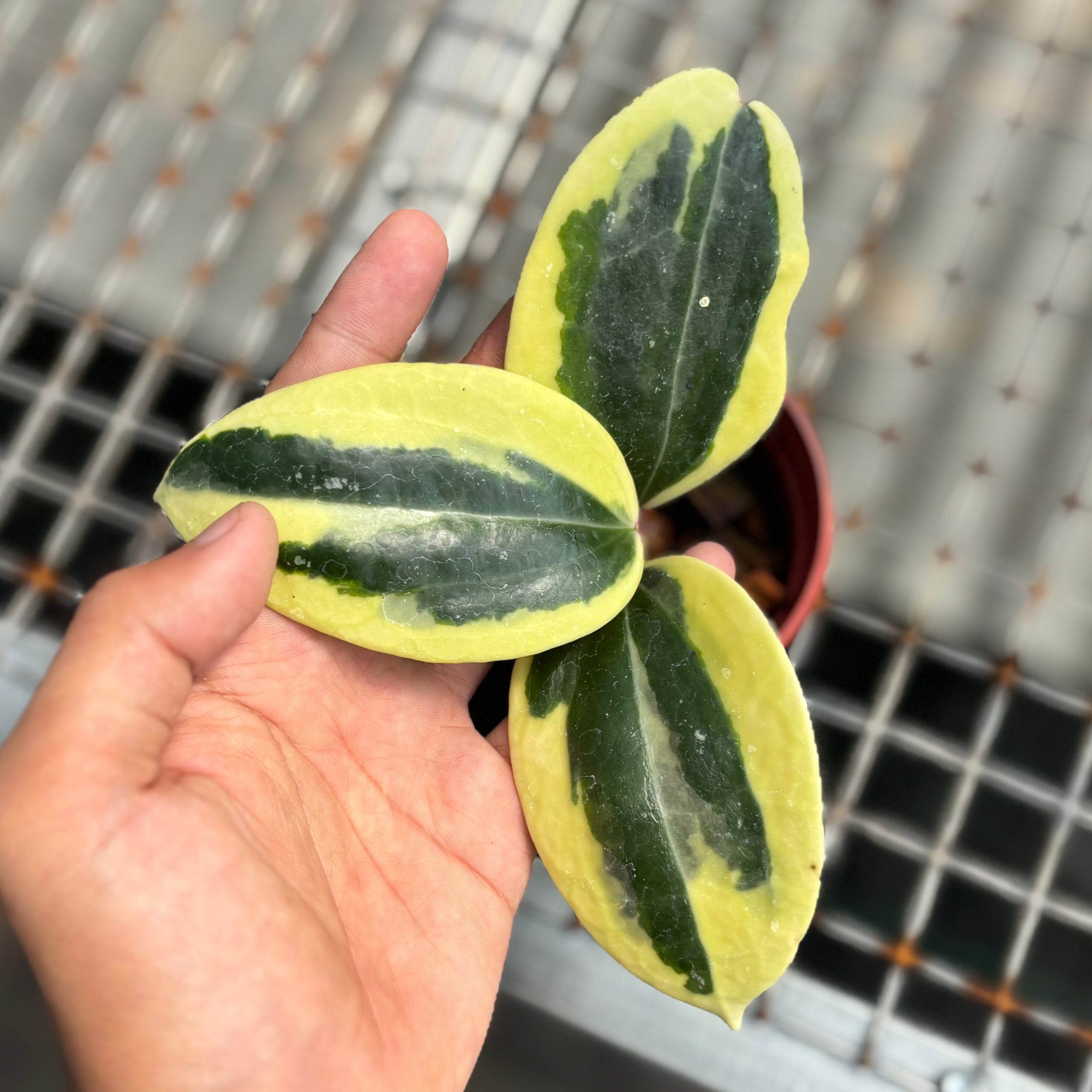 Hoya latifolia roundleaf albomarginata - Image 2