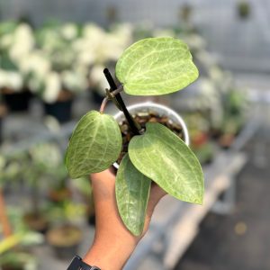 Hoya latifolia silver