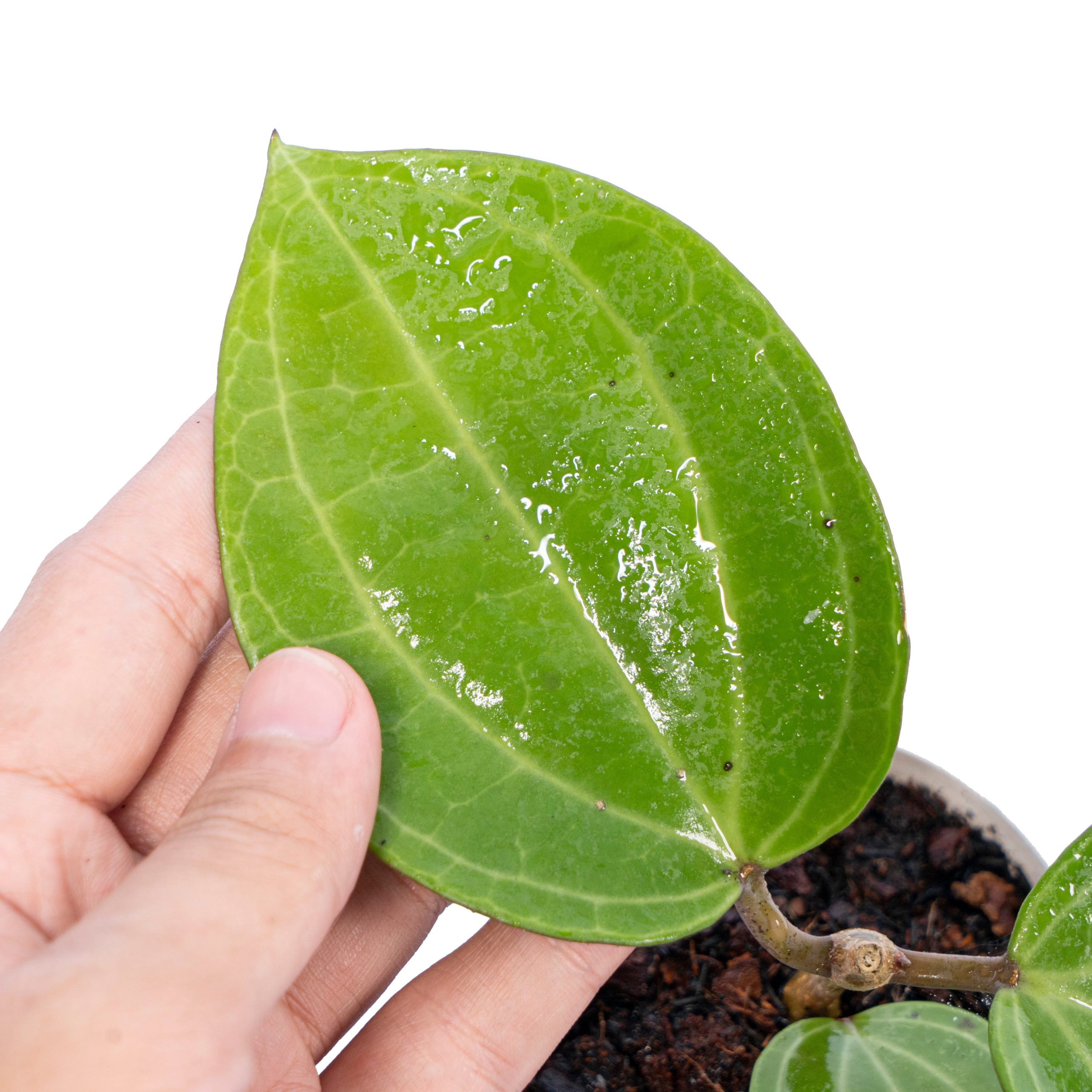 Hoya Latifolia Water Melon - Image 2