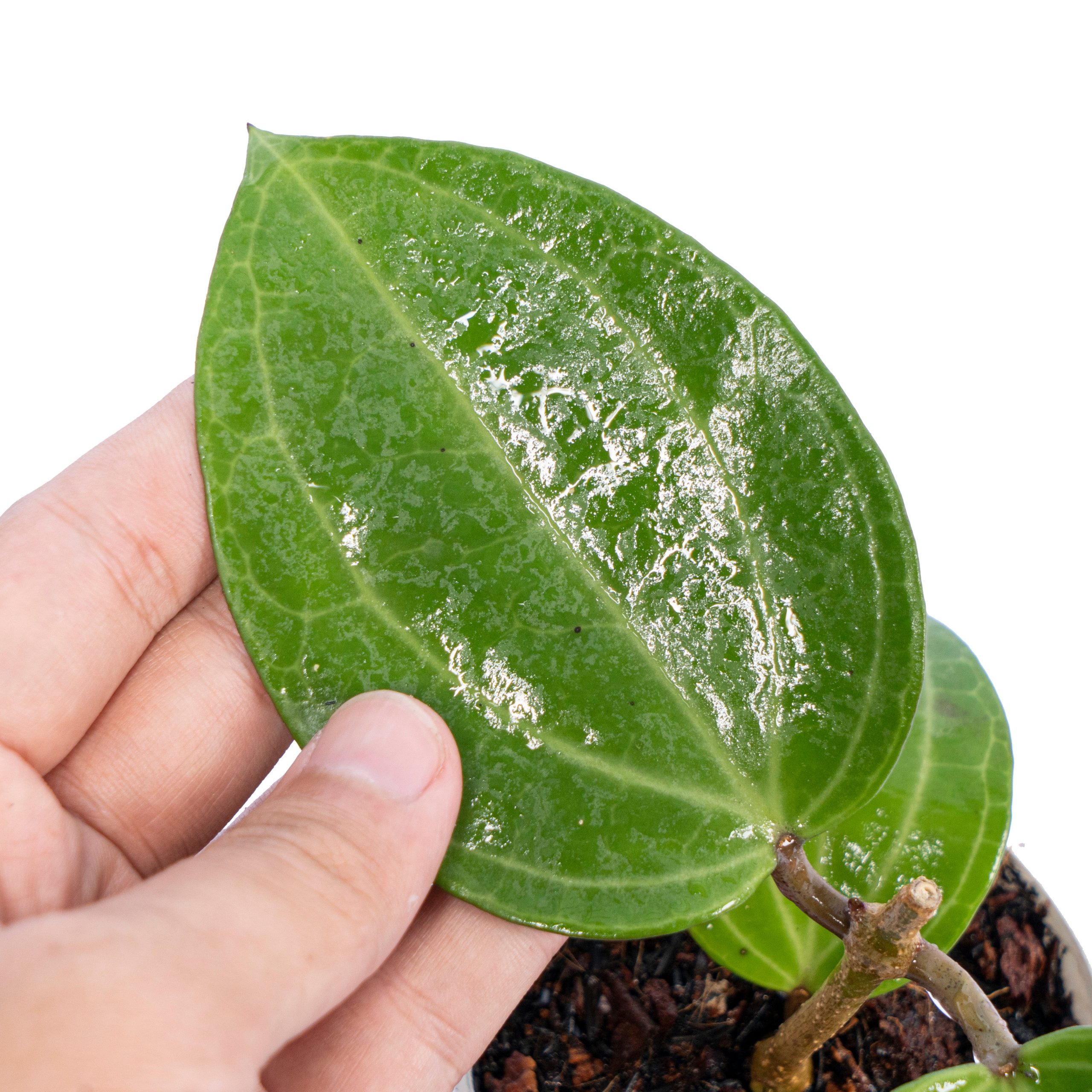 Hoya Latifolia Water Melon - Image 3