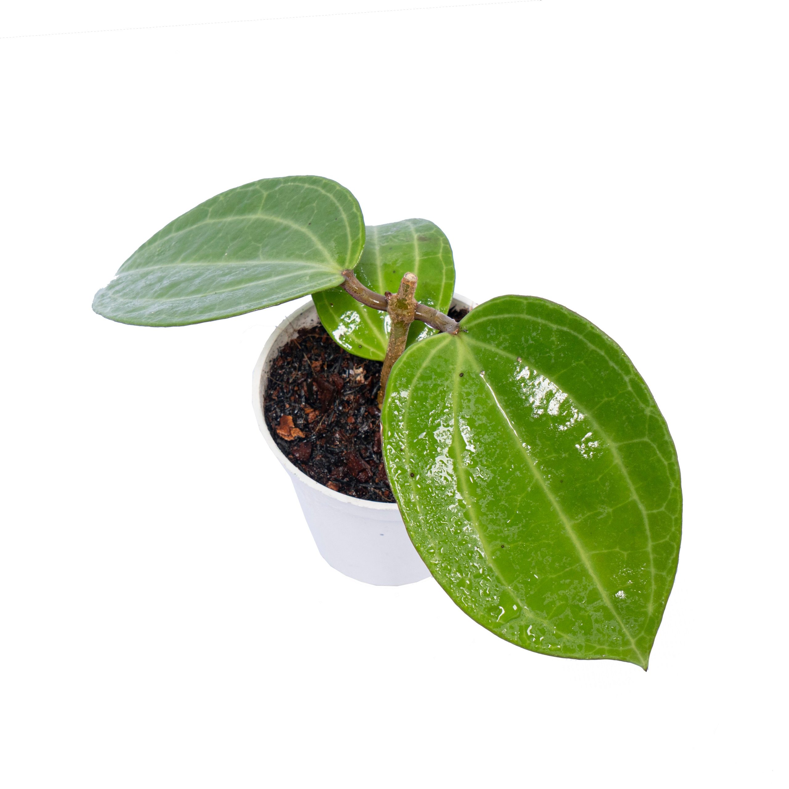 Hoya Latifolia Water Melon - Image 4