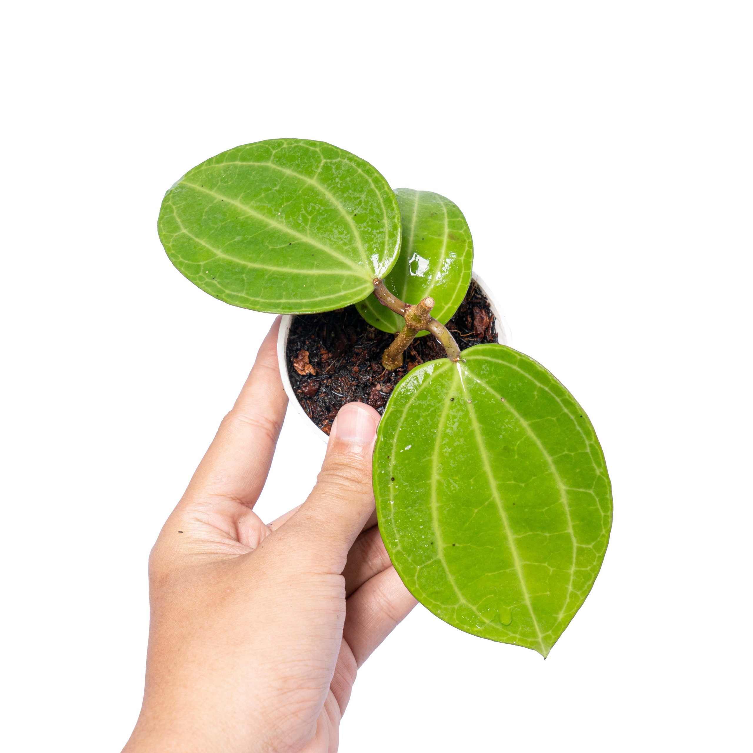 Hoya Latifolia Water Melon - Image 5