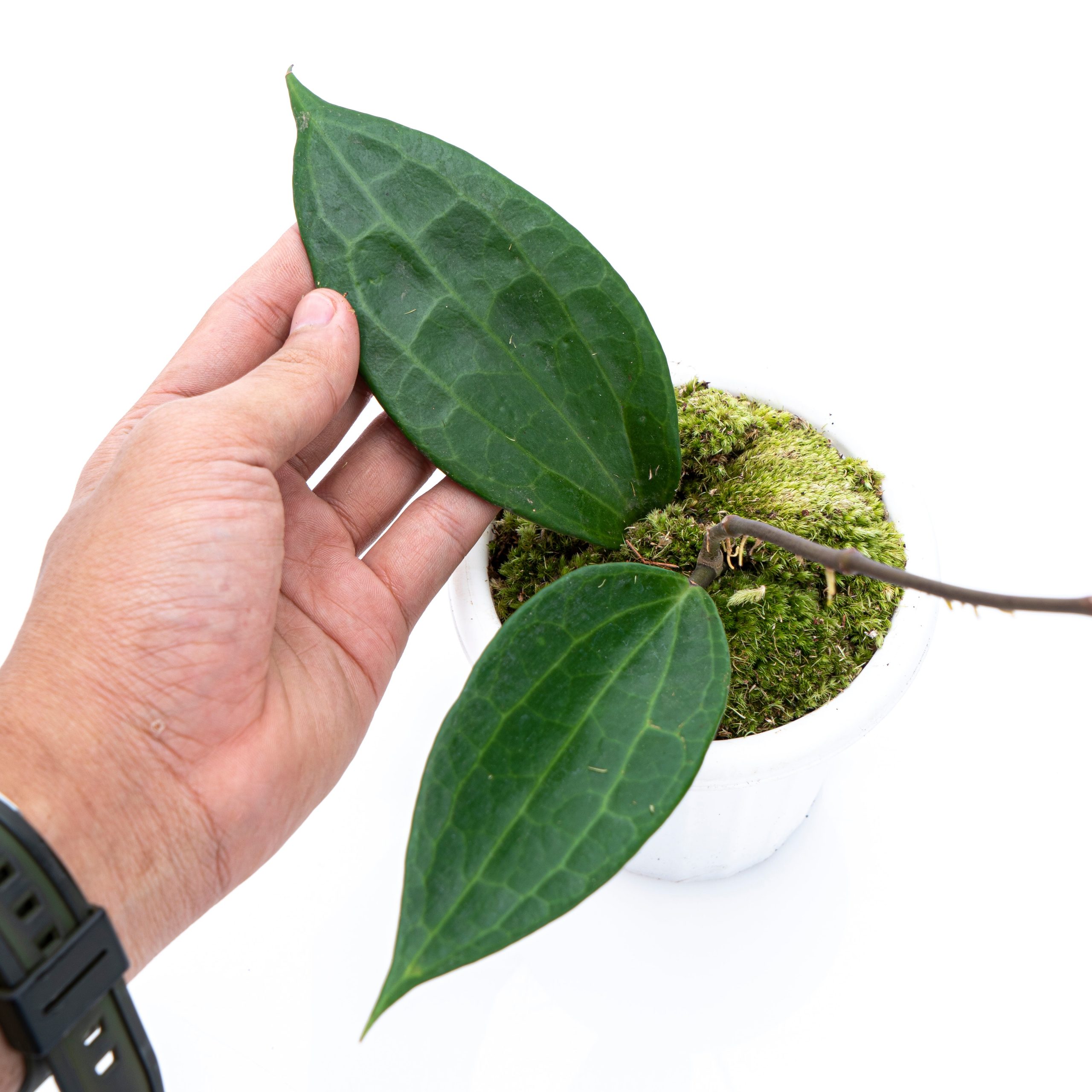 Hoya Macrophylla - Image 2