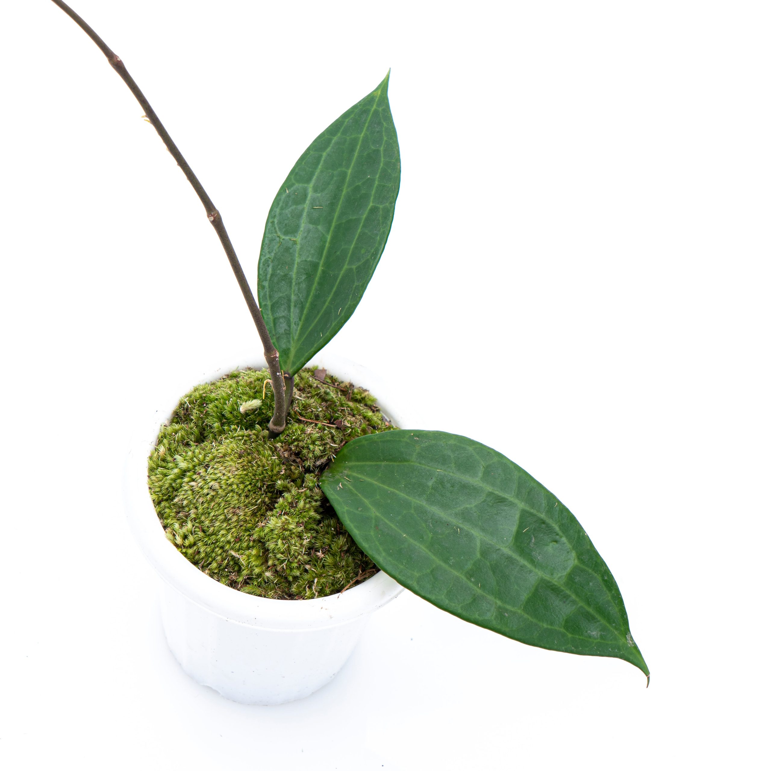 Hoya Macrophylla - Image 3