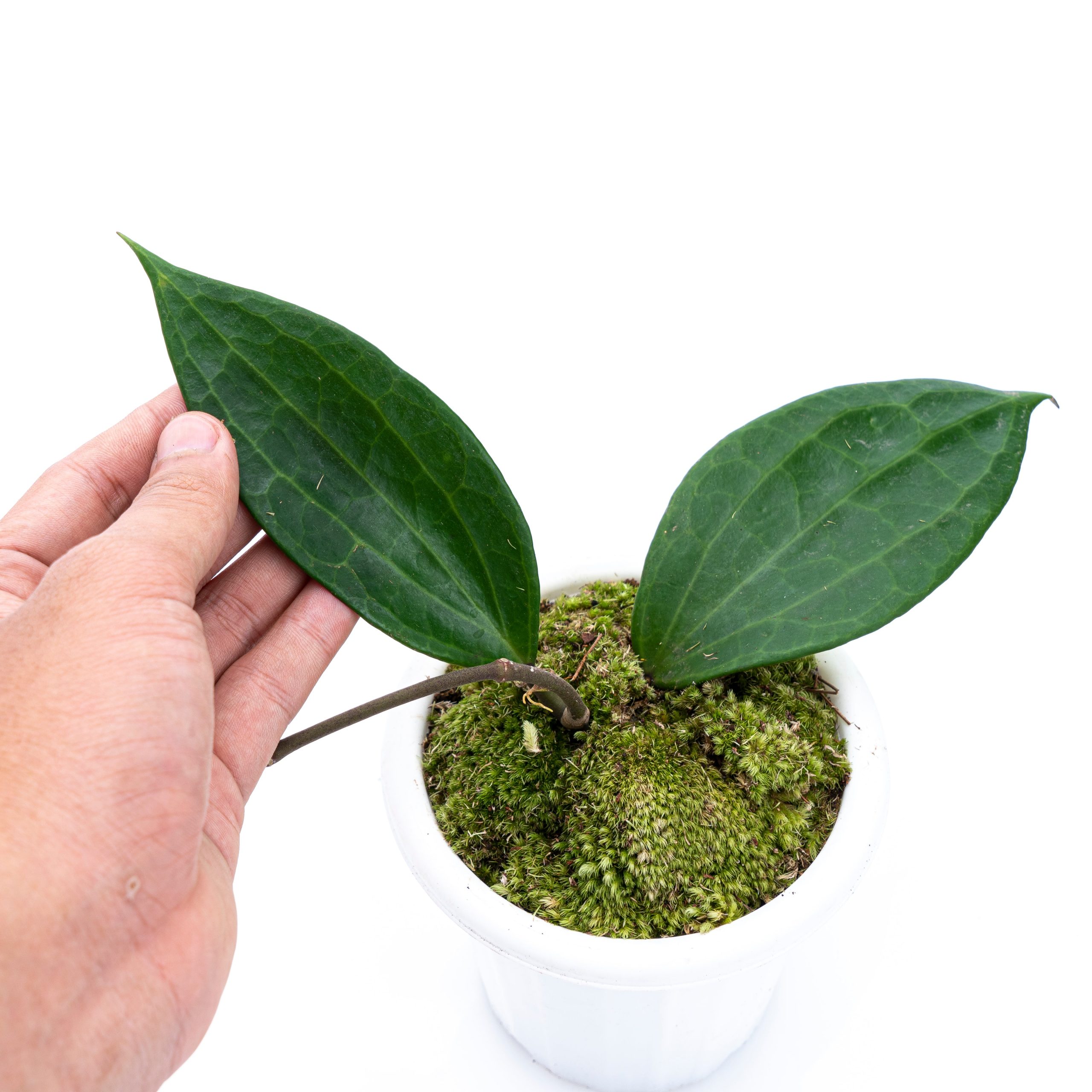 Hoya Macrophylla - Image 4