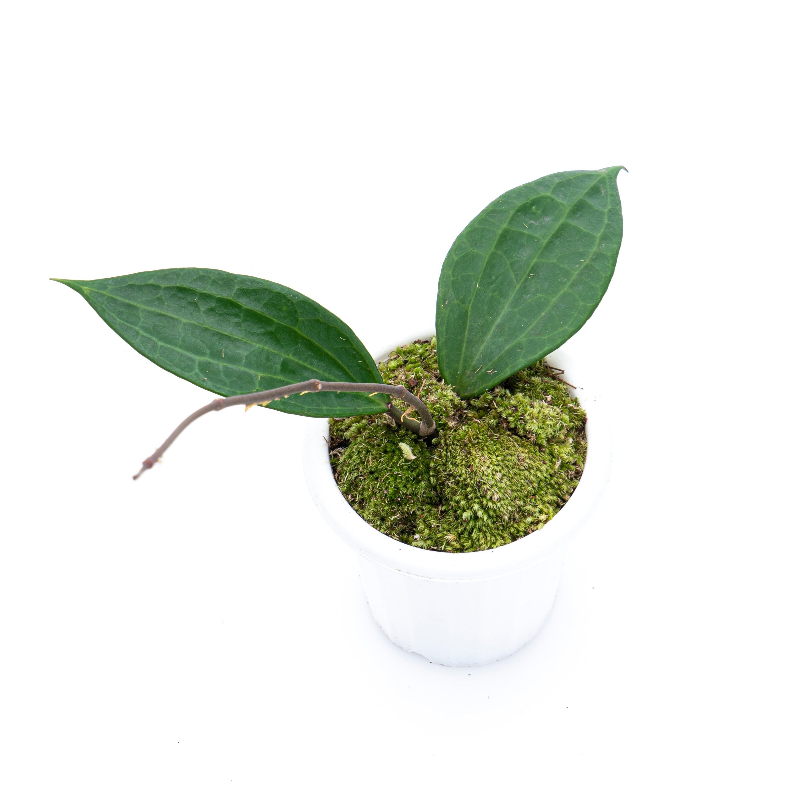 Hoya Macrophylla - Image 5