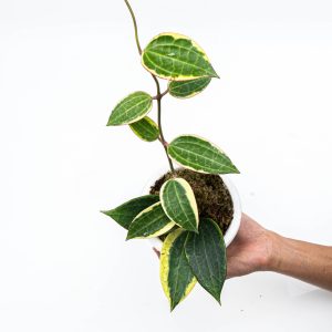 Hoya Macrophylla Variegated