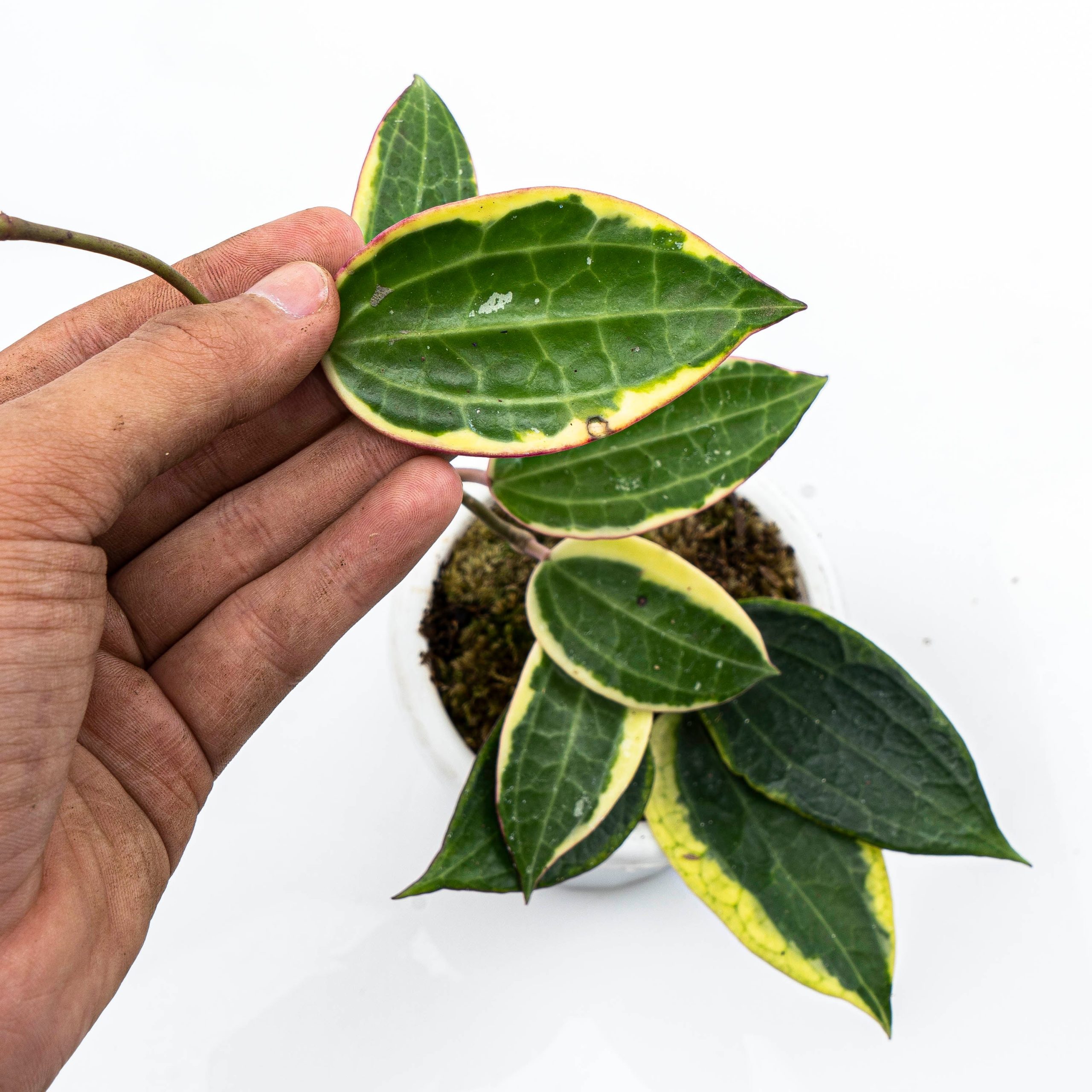 Hoya Macrophylla Variegated - Image 2