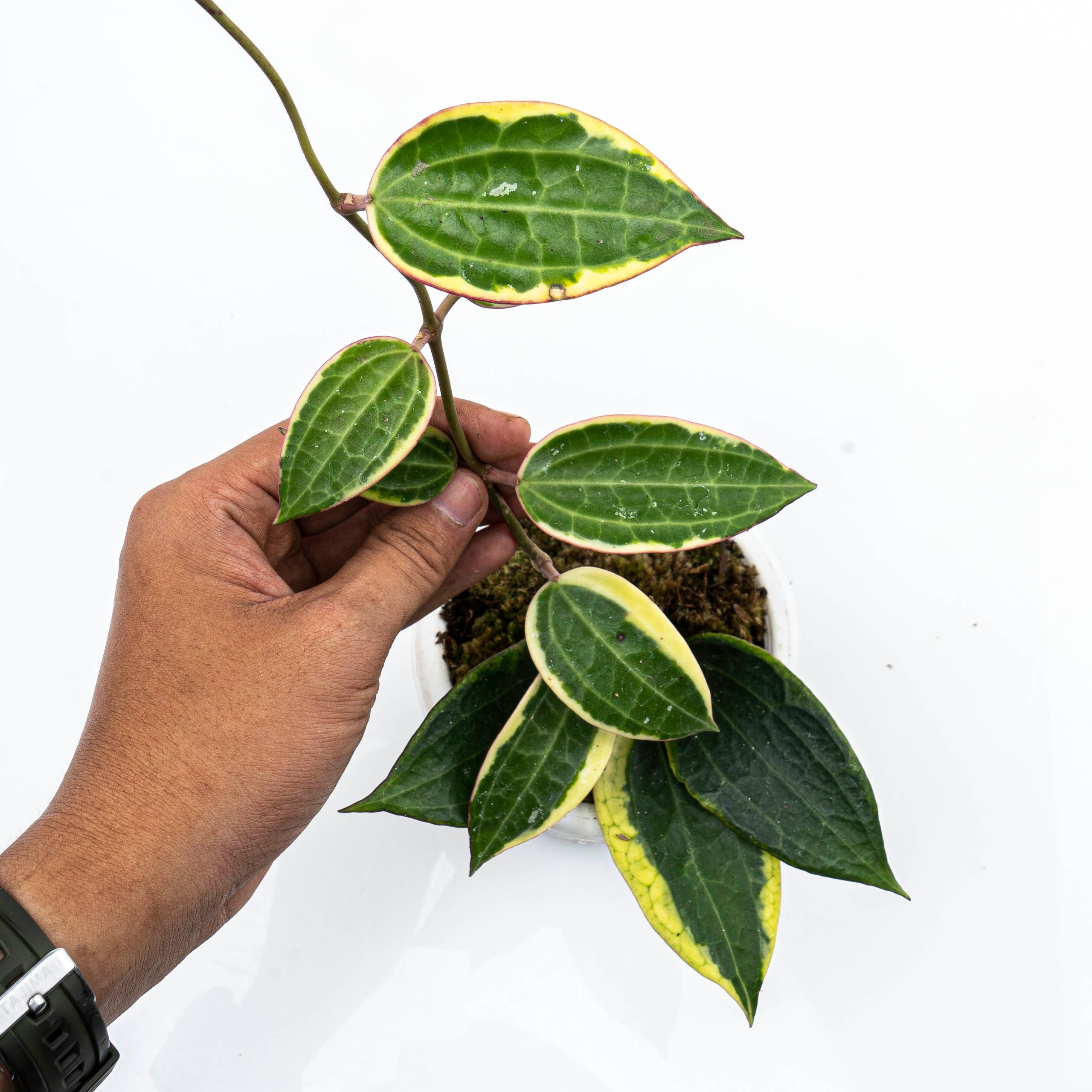 Hoya Macrophylla Variegated - Image 3