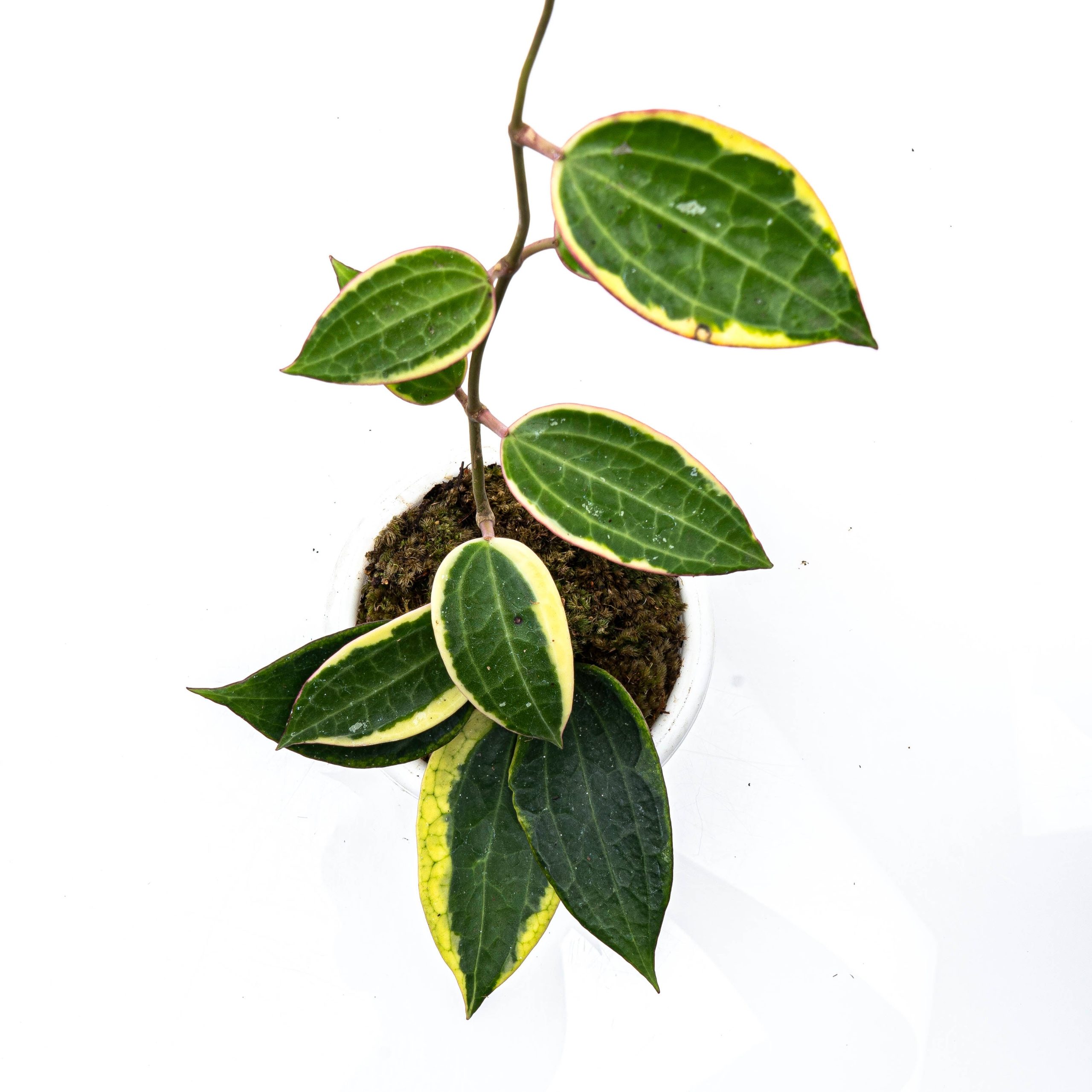 Hoya Macrophylla Variegated - Image 4
