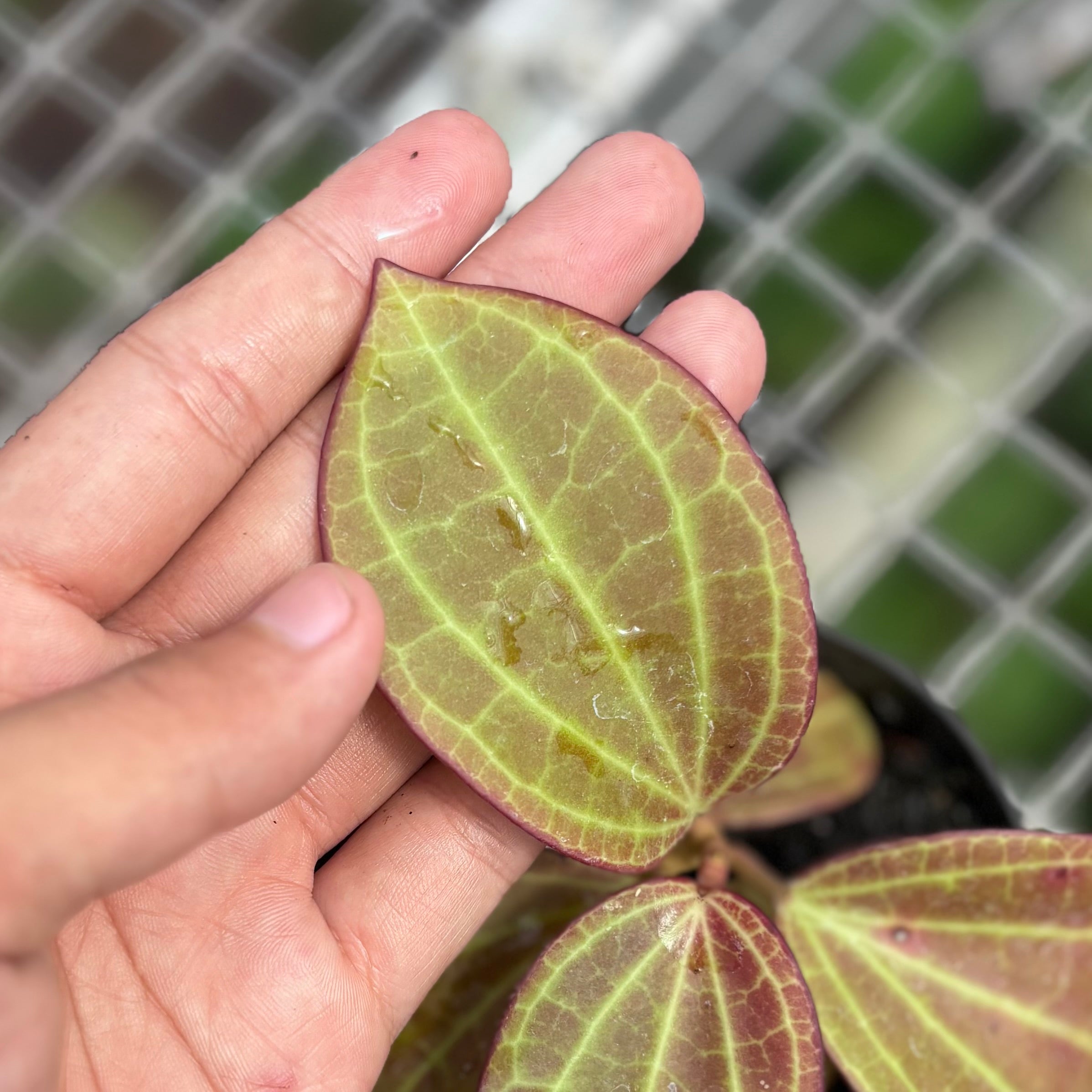 Hoya Macrophylla Red - Image 2