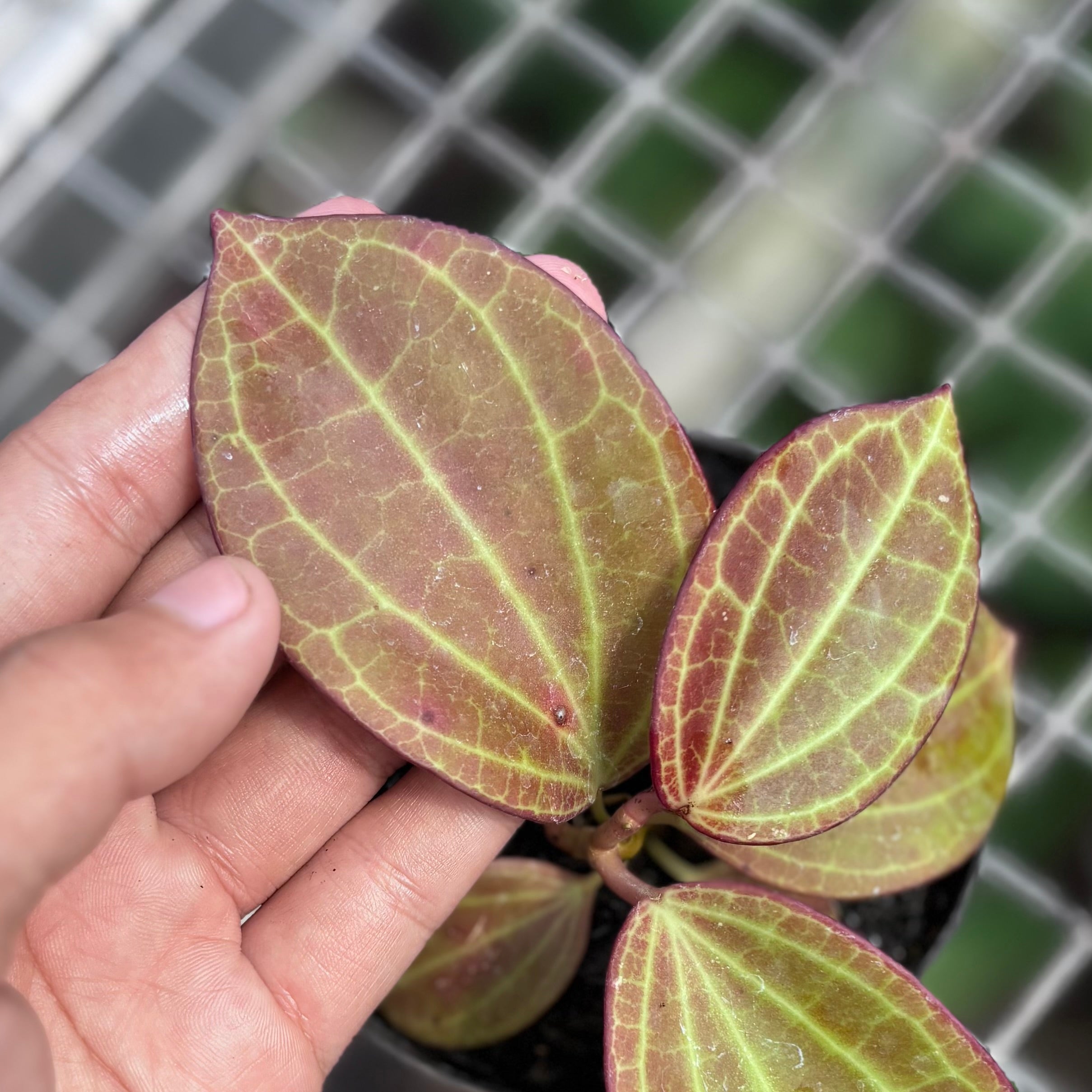 Hoya Macrophylla Red - Image 3