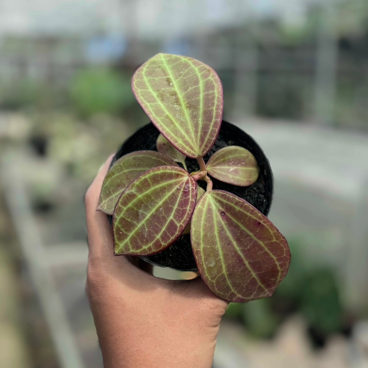 Hoya Macrophylla Red - Image 4