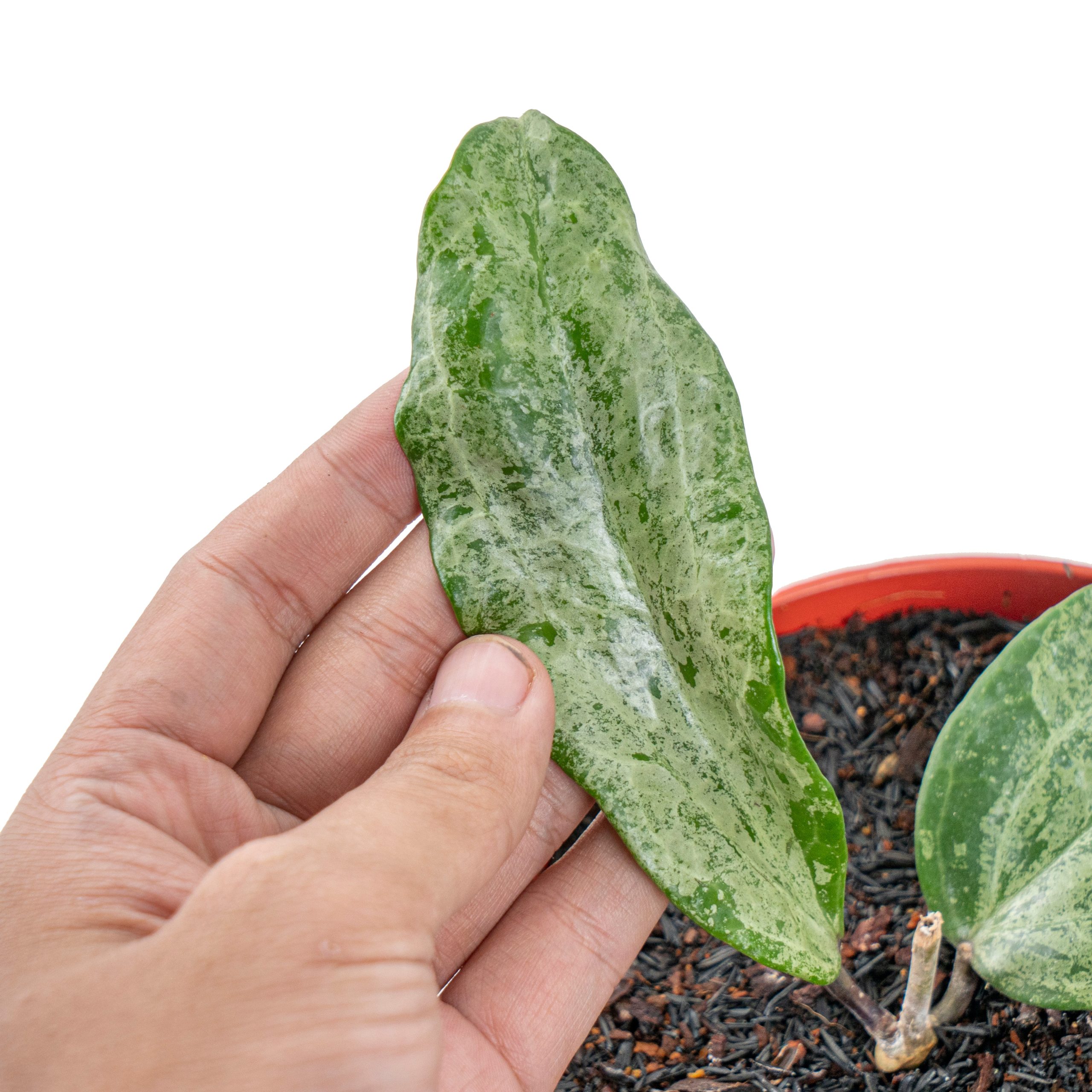 Hoya macrophylla silver (Indonesia) - Image 2