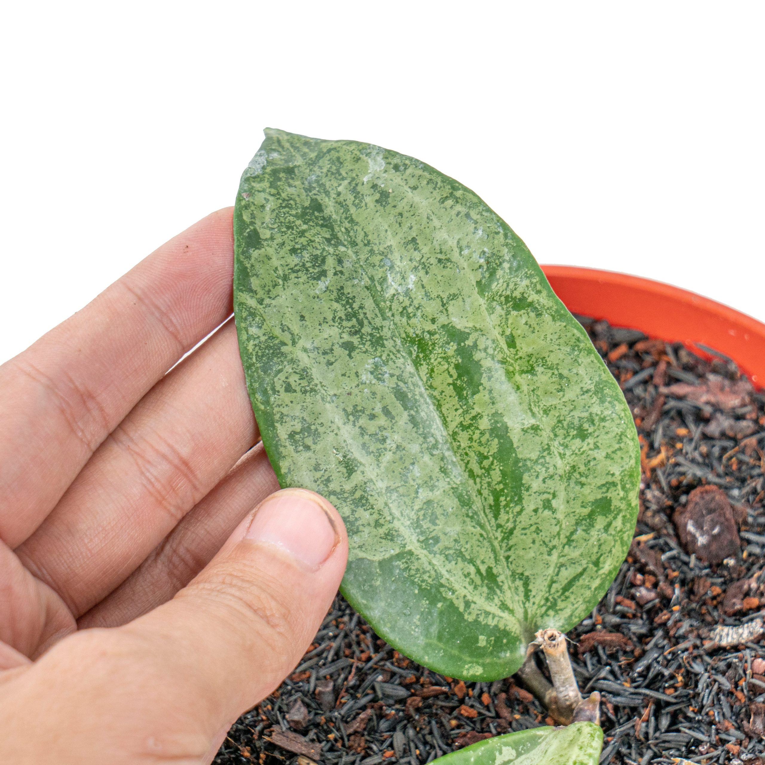Hoya macrophylla silver (Indonesia) - Image 3