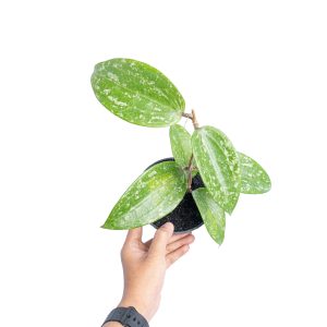 Hoya macrophylla splash